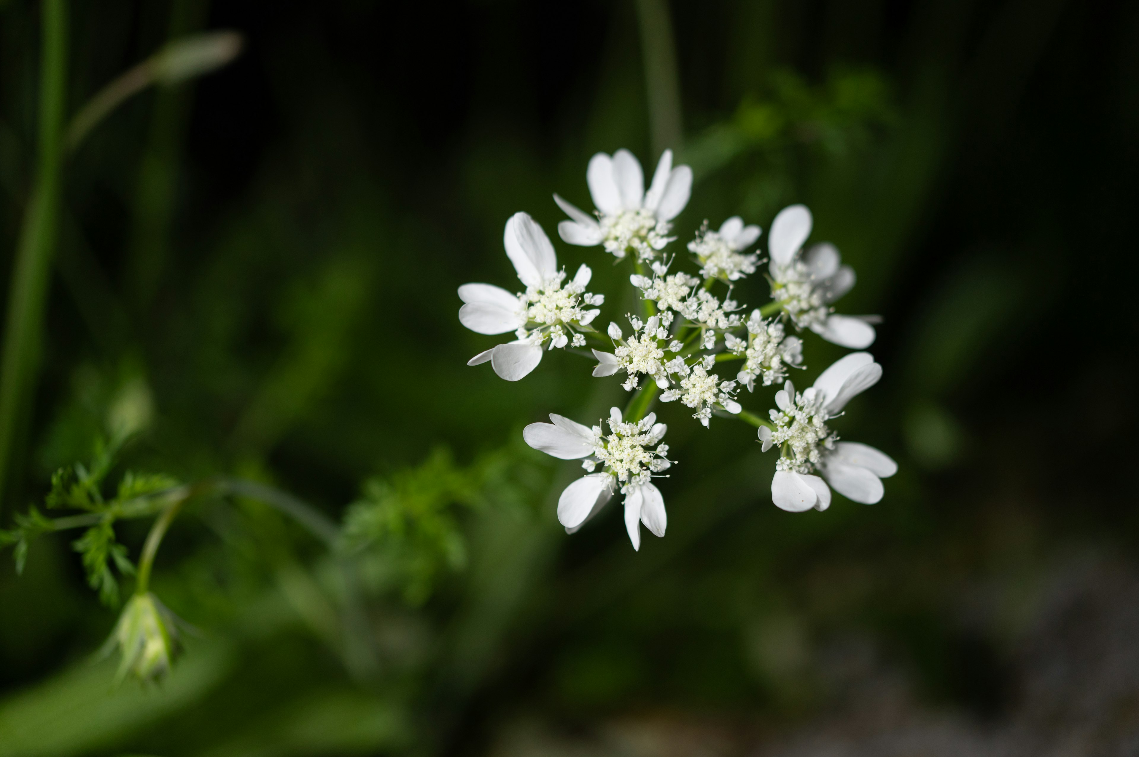 Acercamiento de un grupo de pequeñas flores blancas con un fondo verde borroso