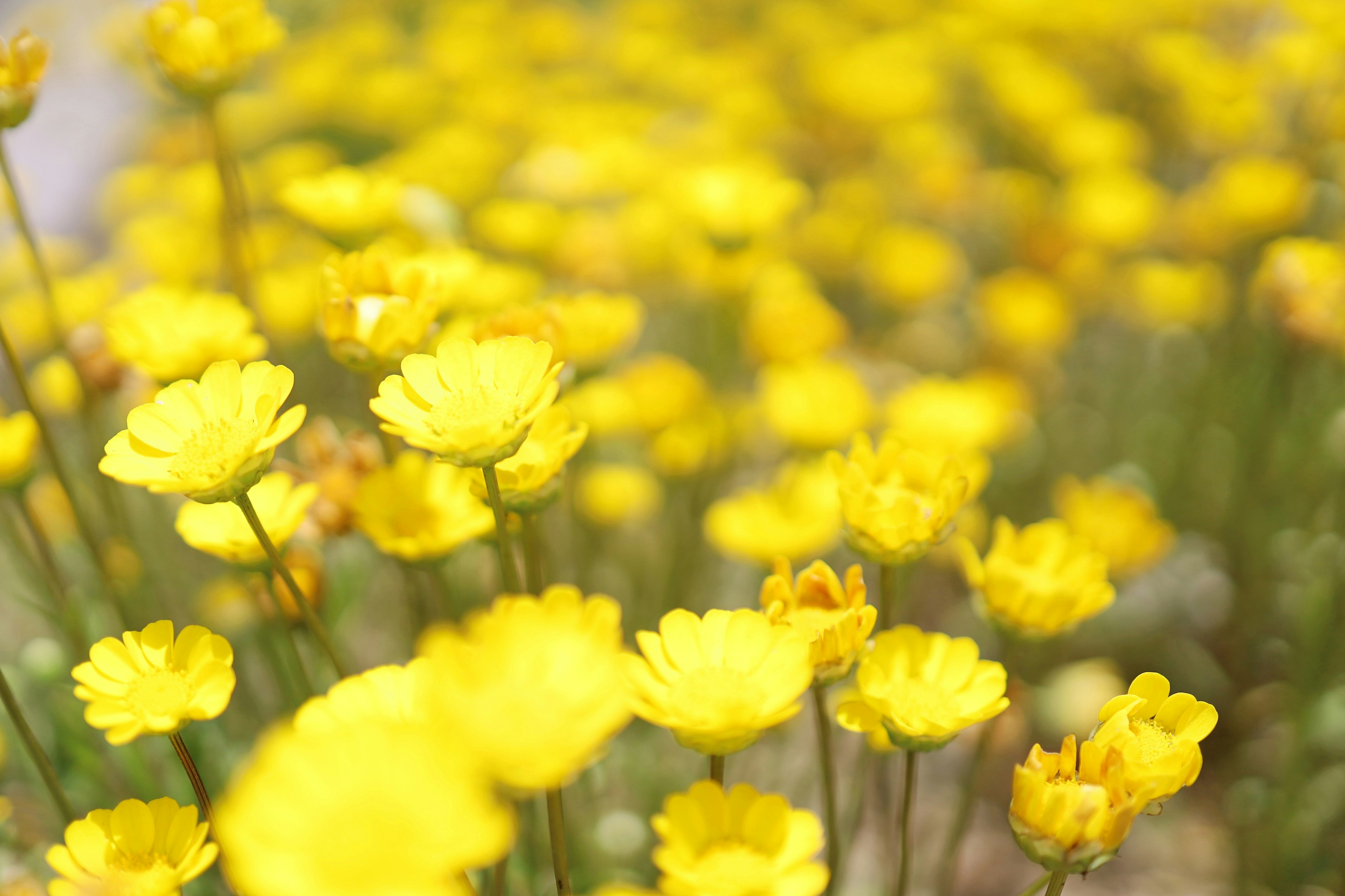 Close-up of a field of bright yellow flowers