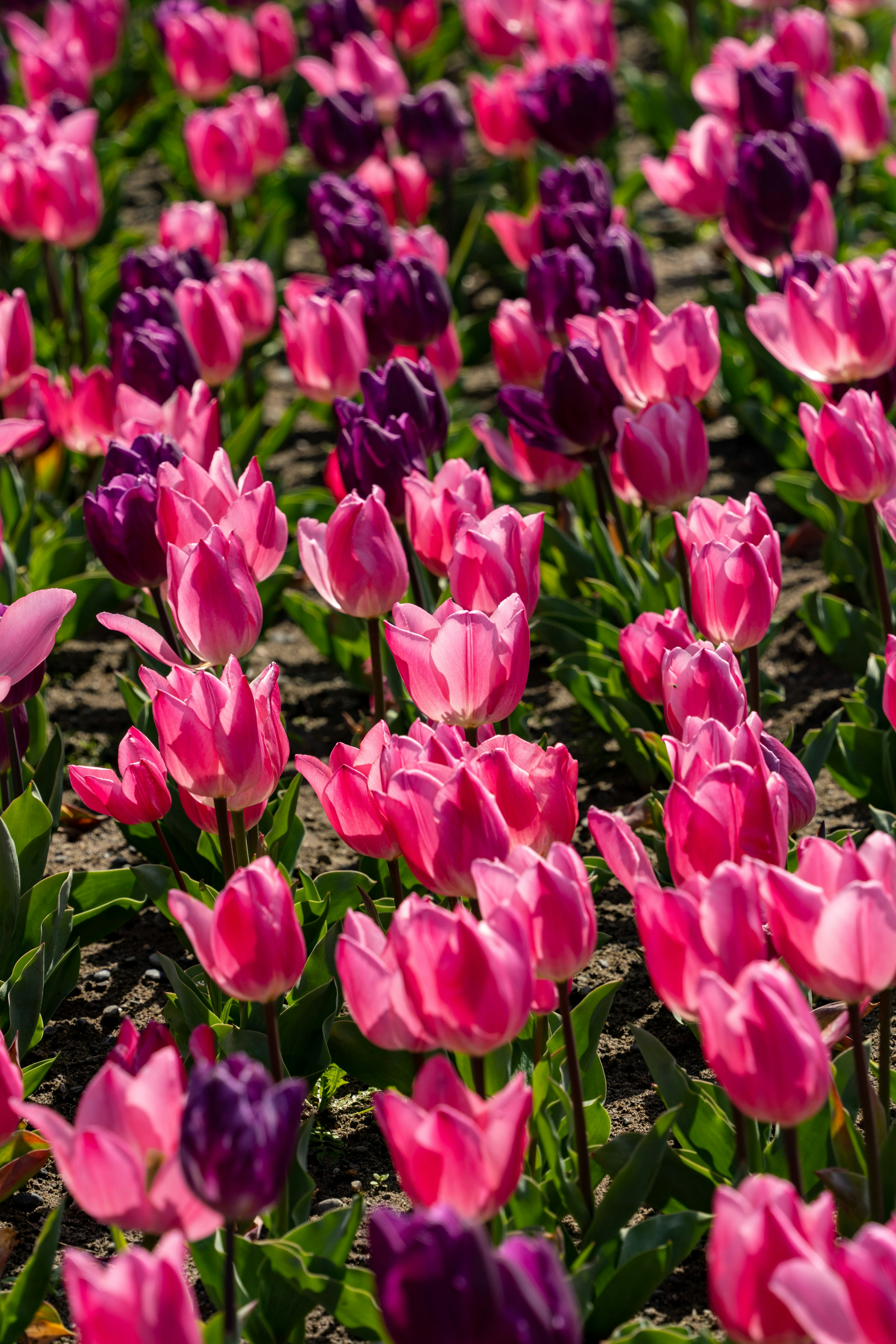 色とりどりのチューリップの花が咲き誇る風景