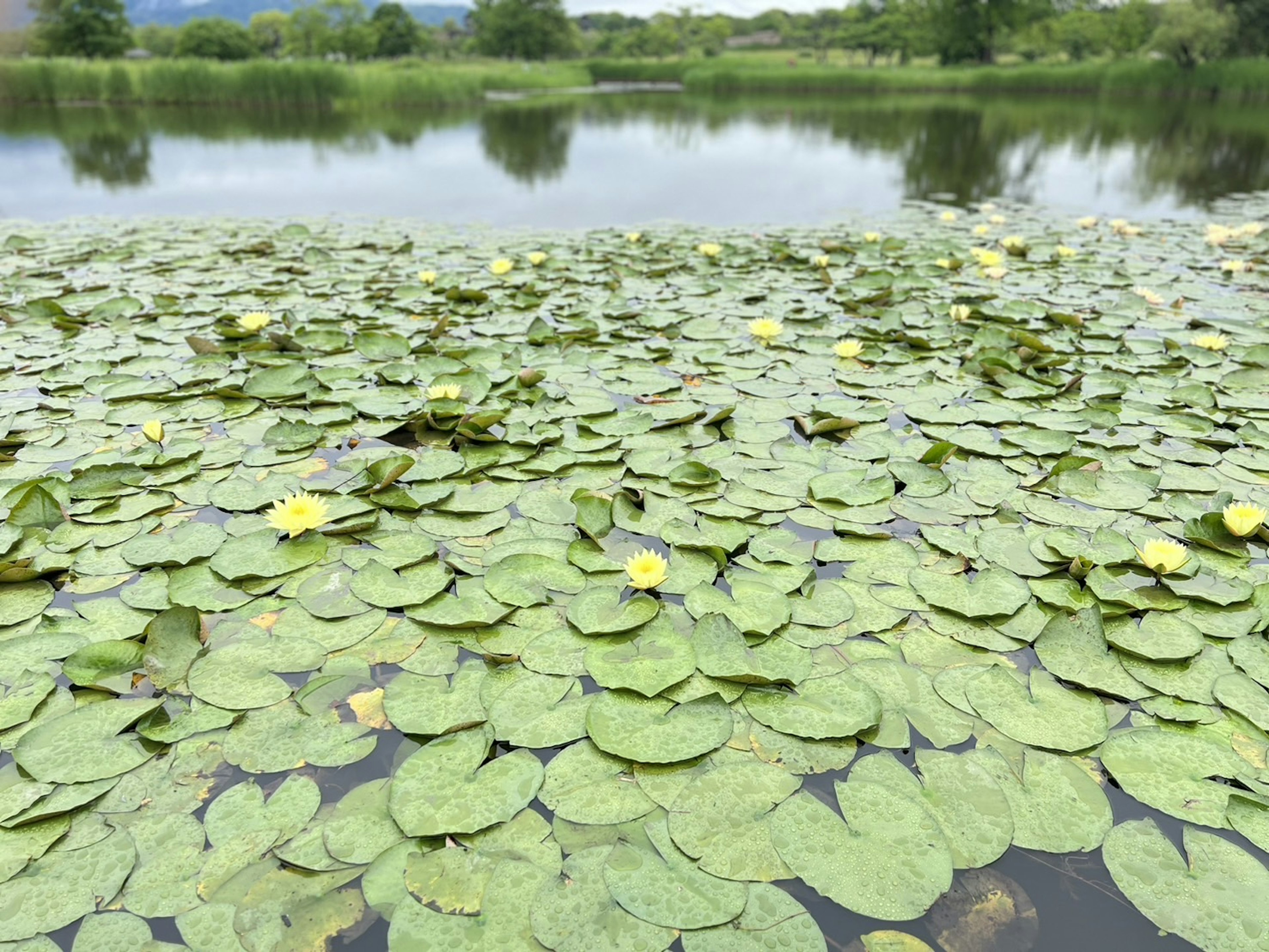 水面に浮かぶハスの葉と花が広がる風景