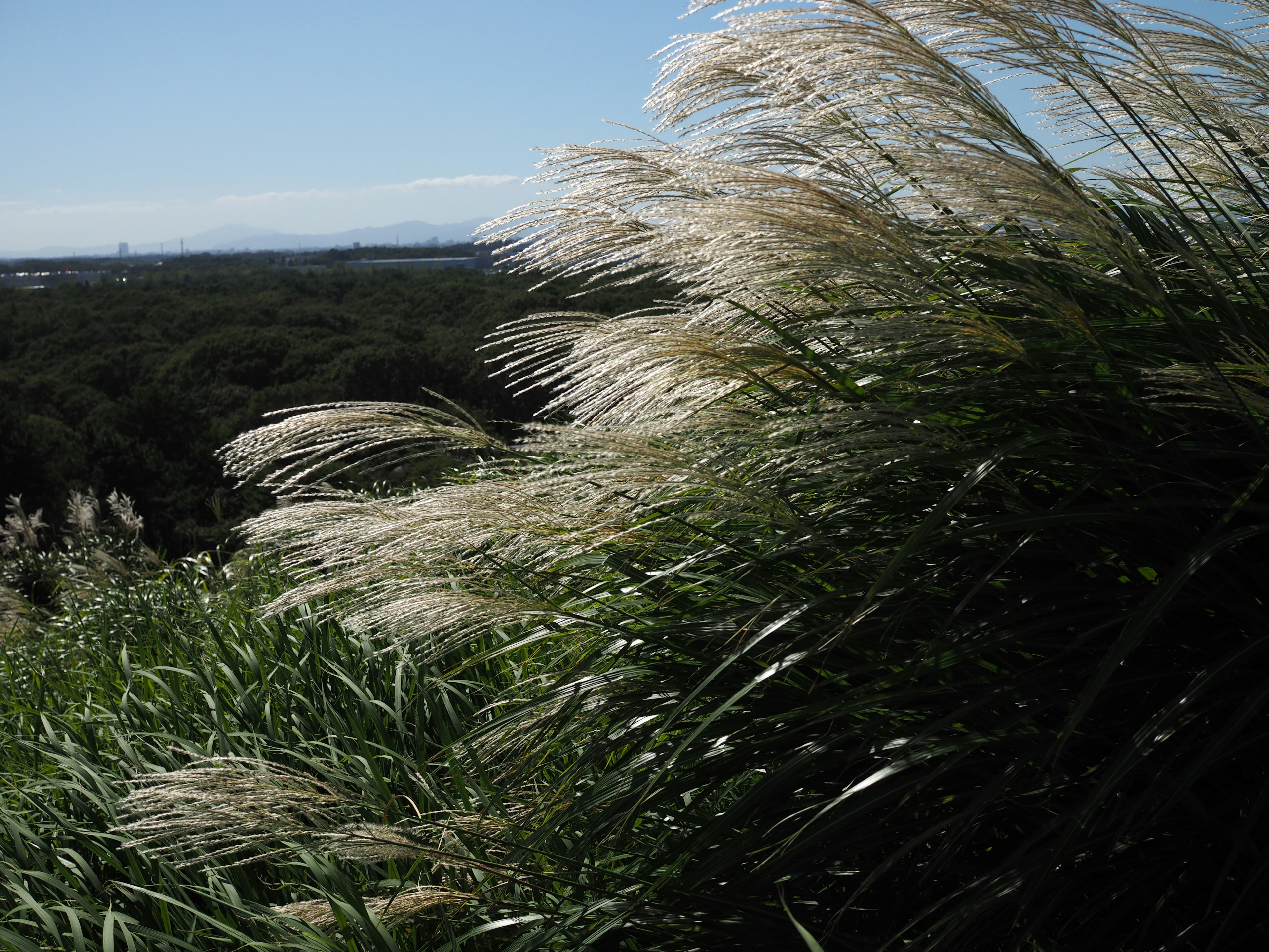 Fluffy white grass swaying in the wind against a green landscape