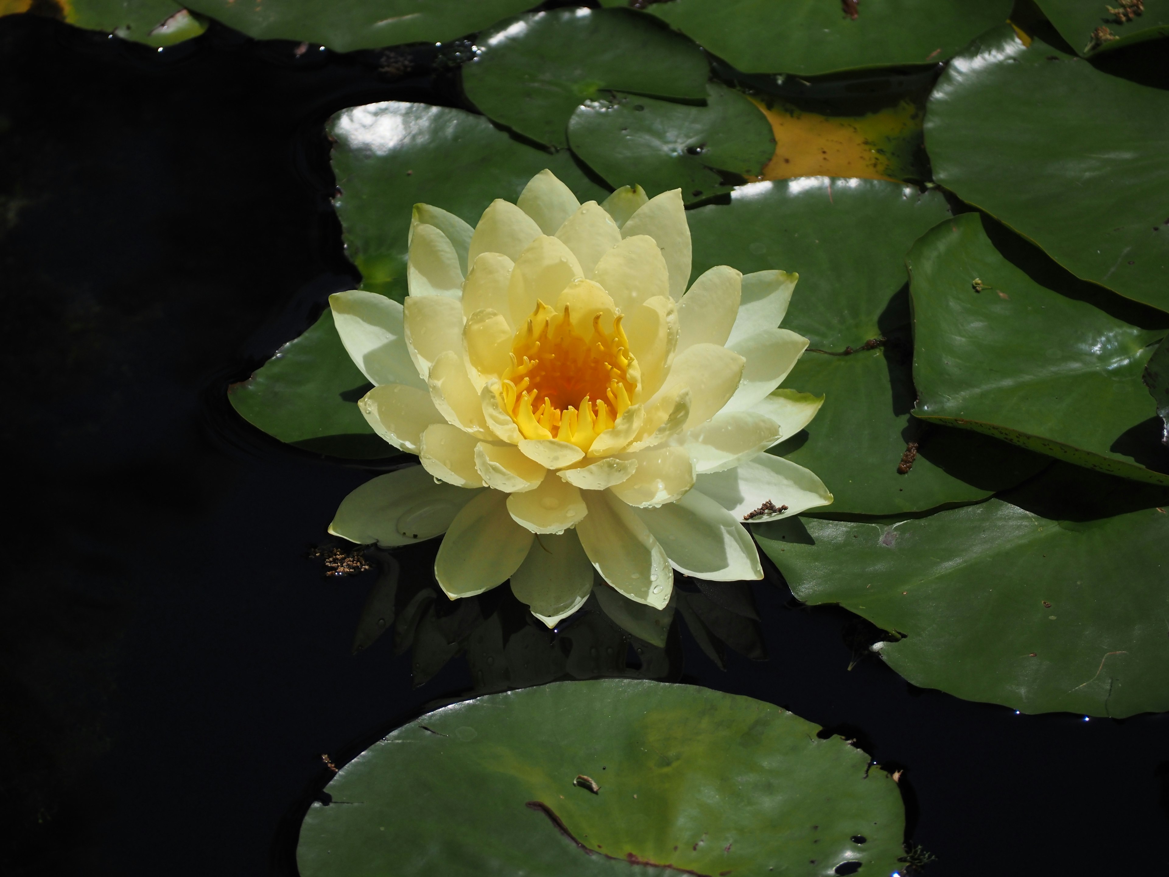 Fleur de nénuphar jaune flottant sur l'eau avec des feuilles vertes