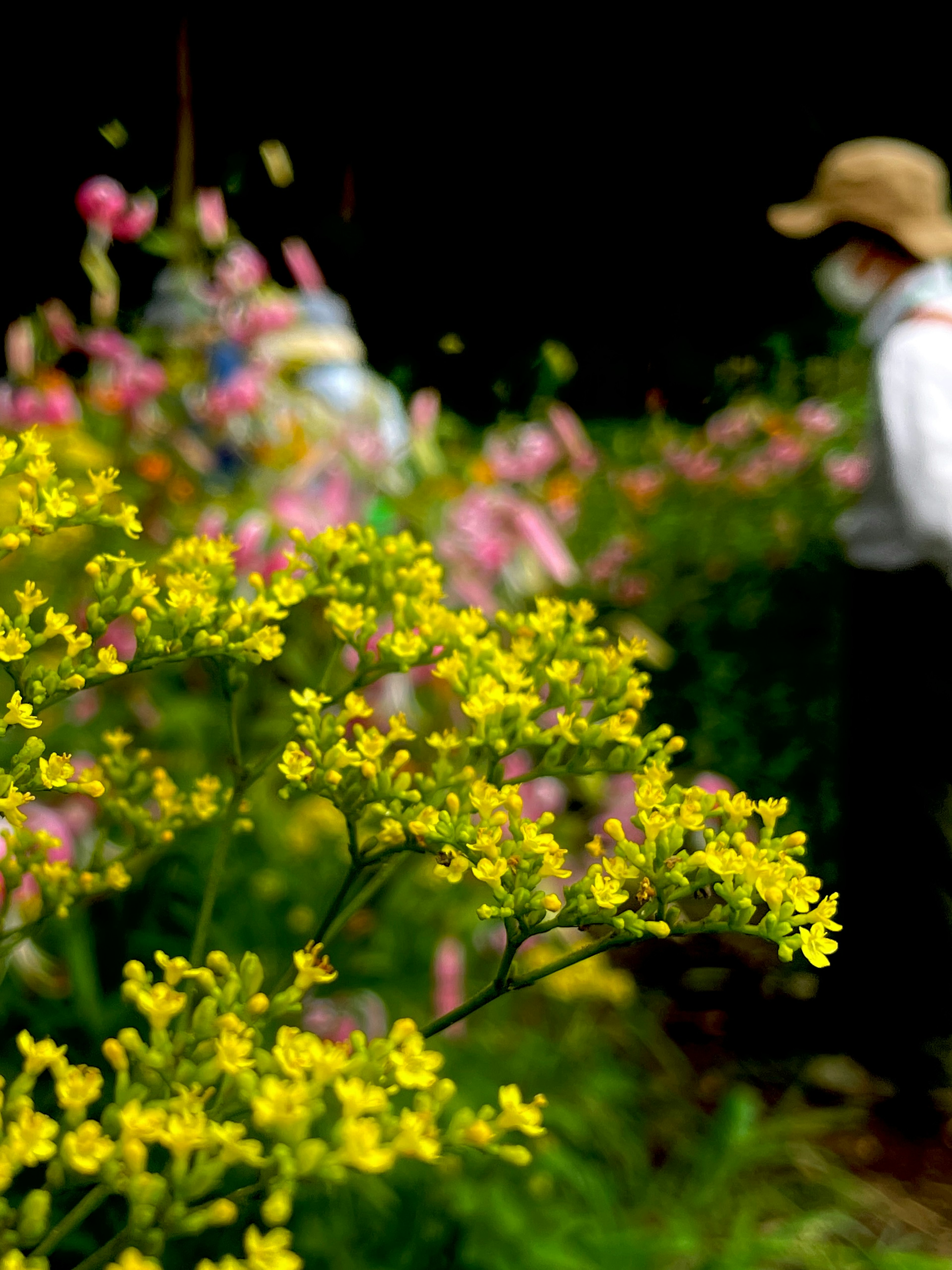 色とりどりの花々の背景に黄色い花が咲いている風景