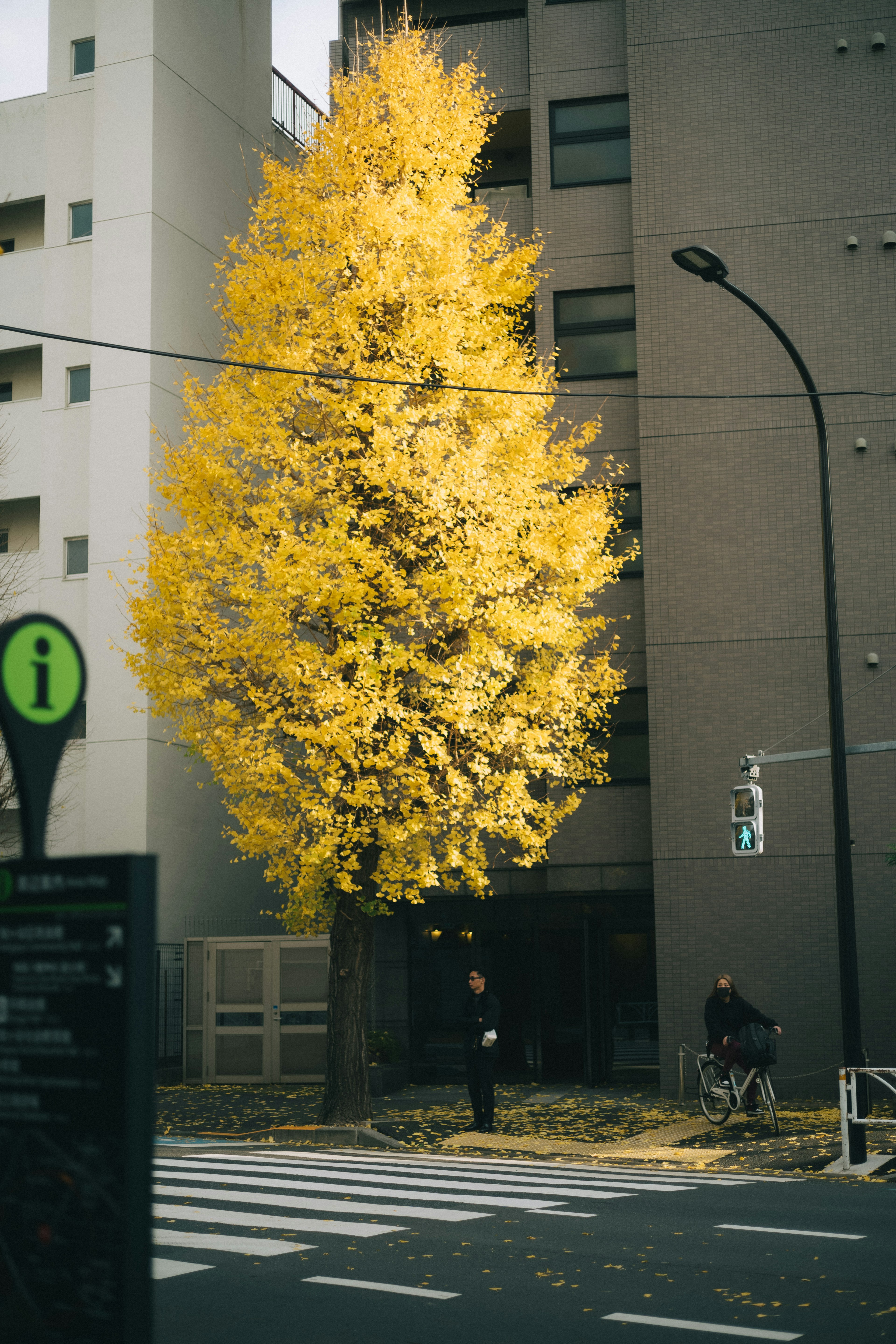 A beautiful ginkgo tree with yellow leaves and modern buildings in the background