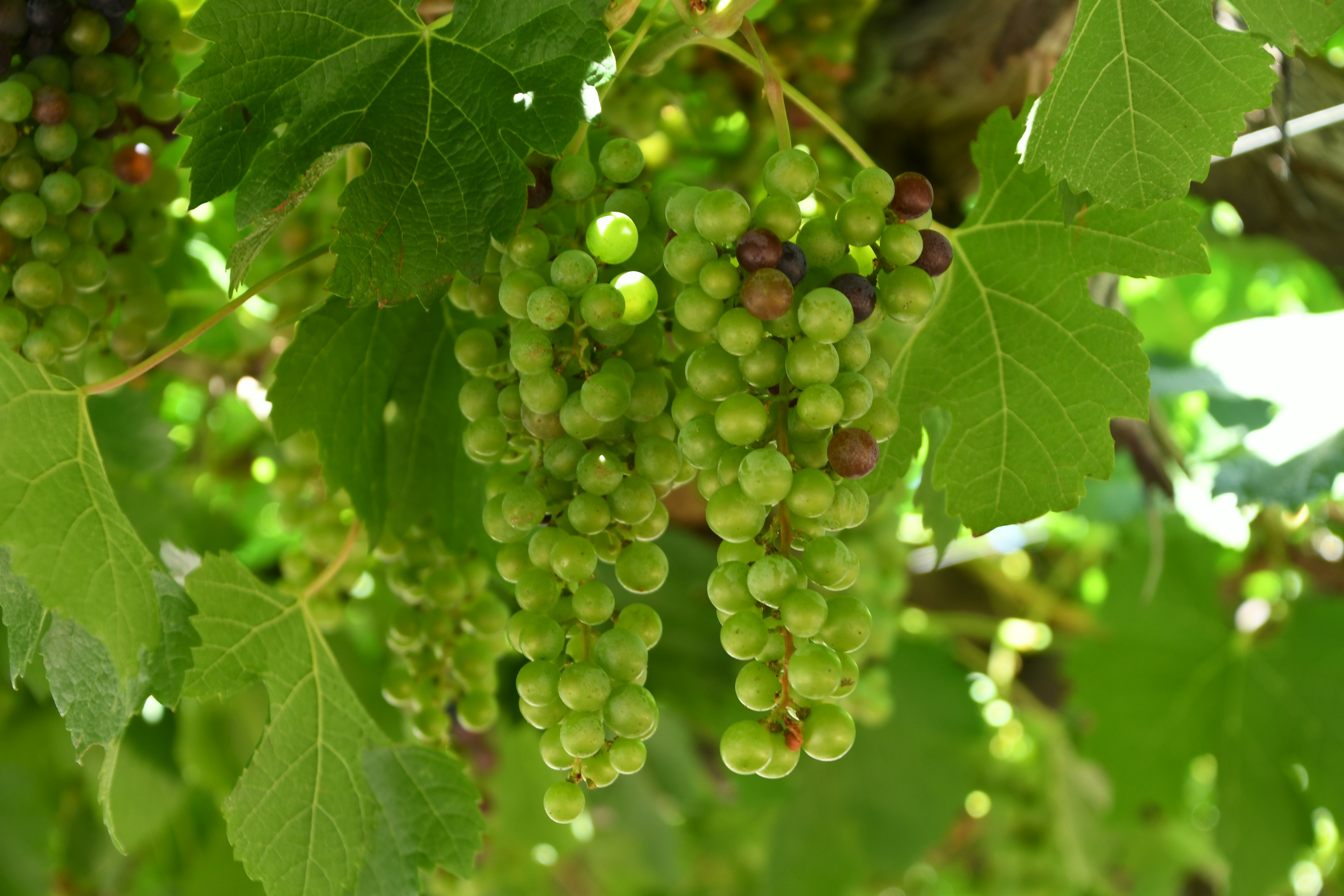 Bunches of green grapes hanging among green leaves