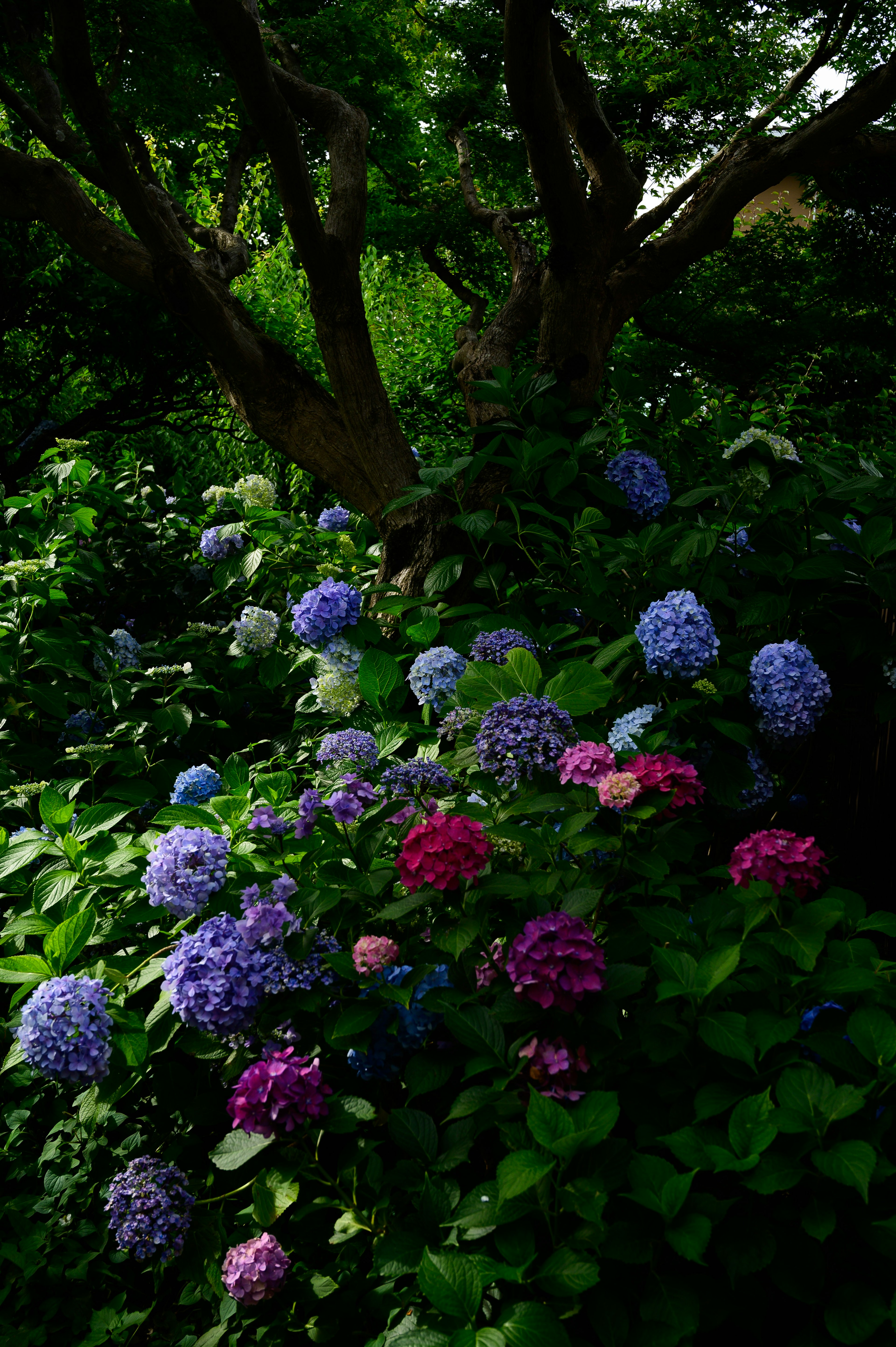 青と紫の紫陽花が咲く緑豊かな庭の風景