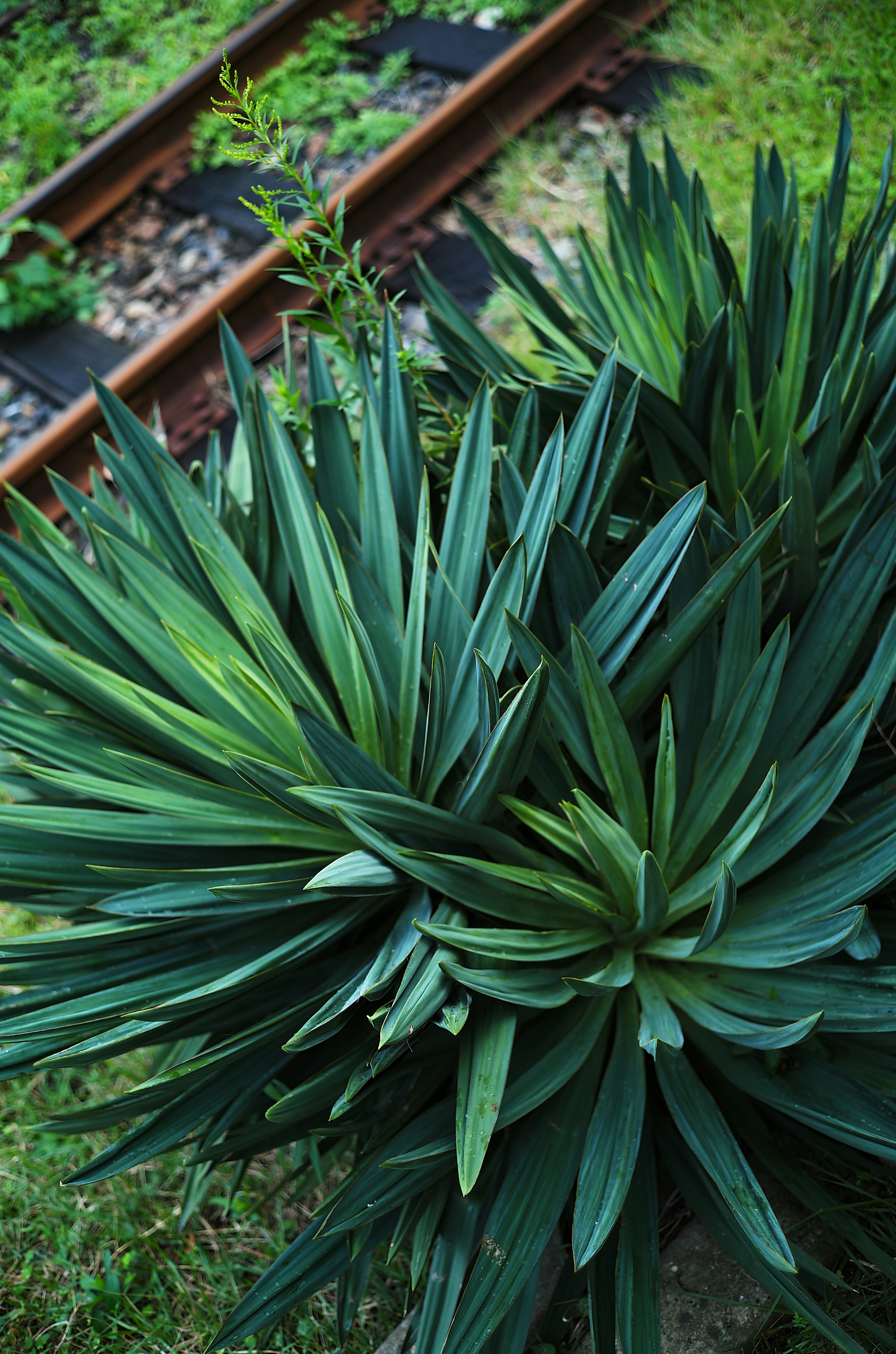 Lush green plant with long leaves near railway tracks