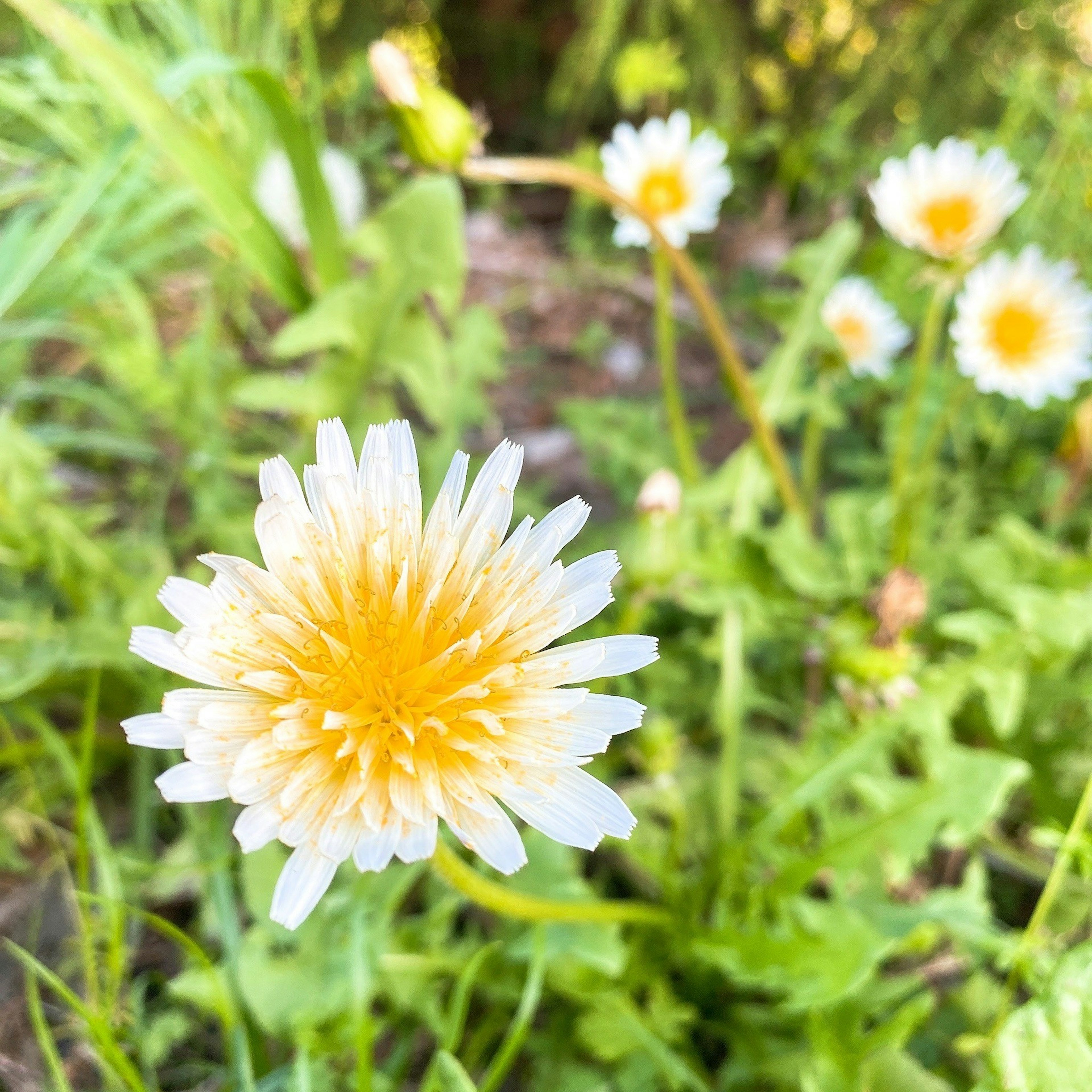 Une fleur blanche et jaune fleurissant dans une zone herbeuse verte