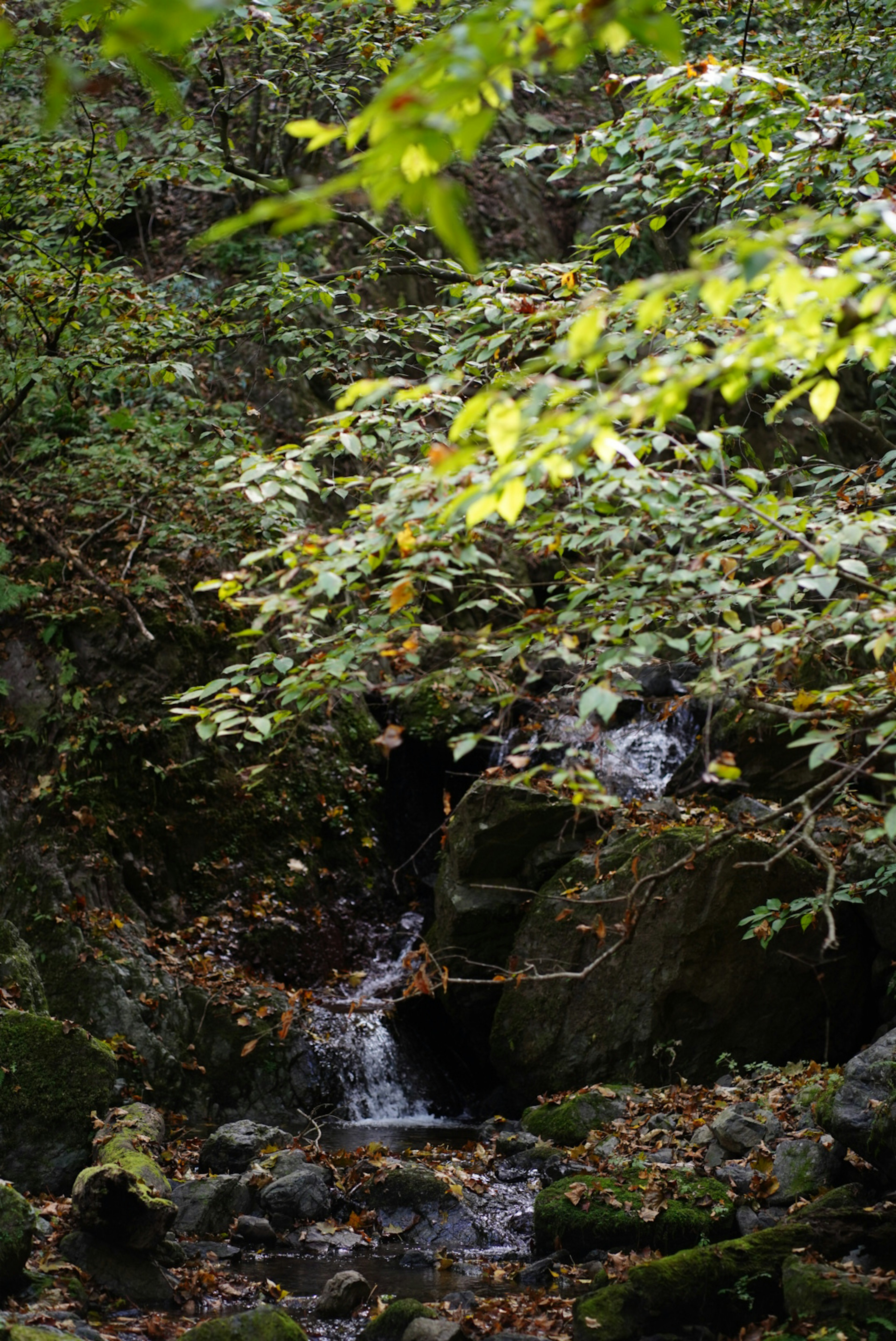 緑豊かな森の中に流れる小川と周囲の葉っぱ