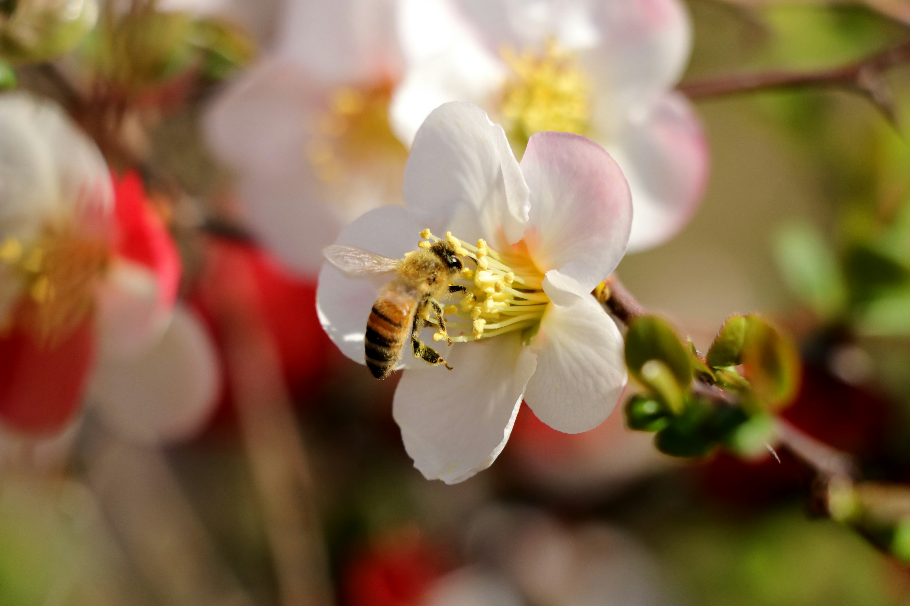 Photo en gros plan d'une fleur blanche avec une abeille