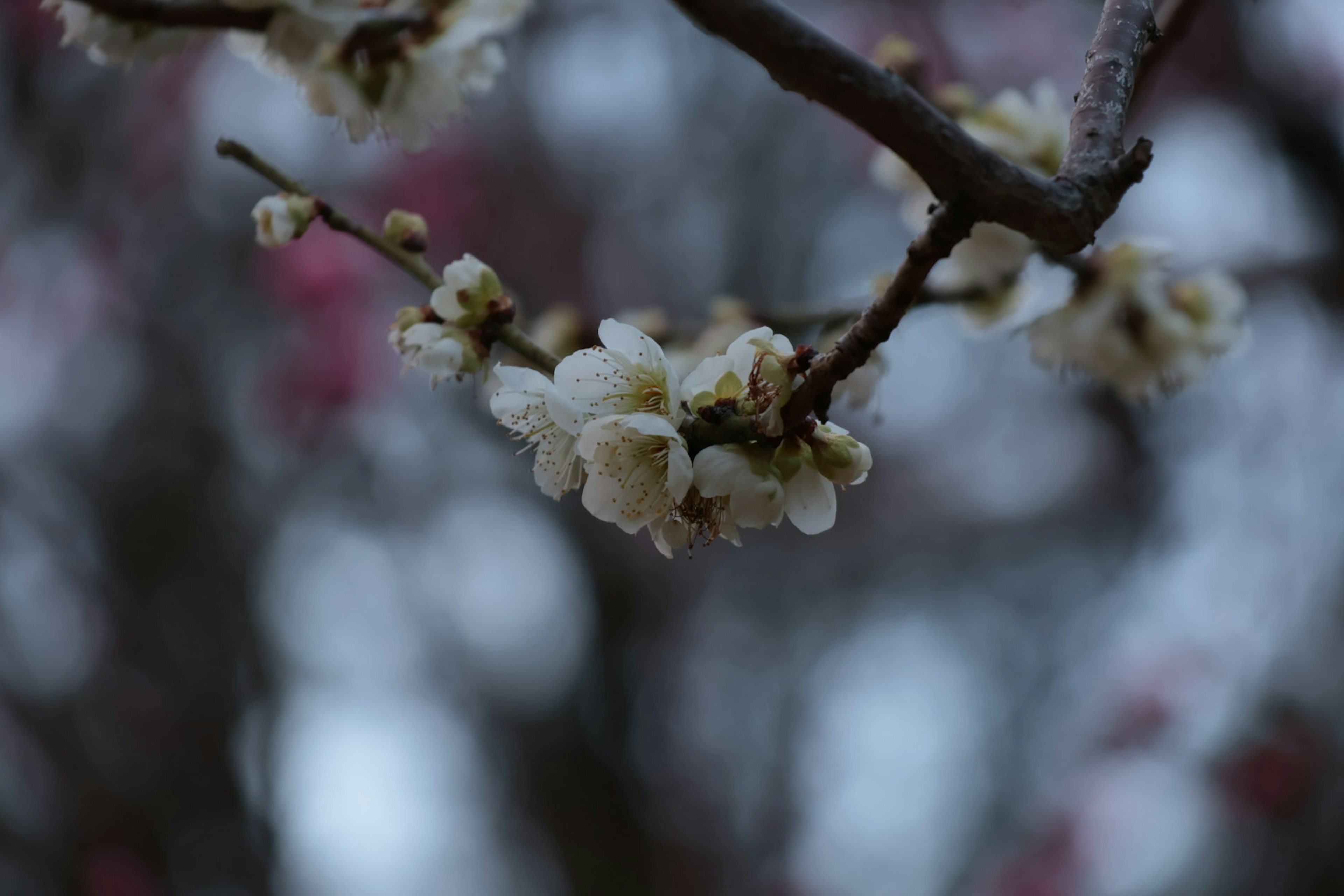 Close-up of a plum tree branch with white blossoms