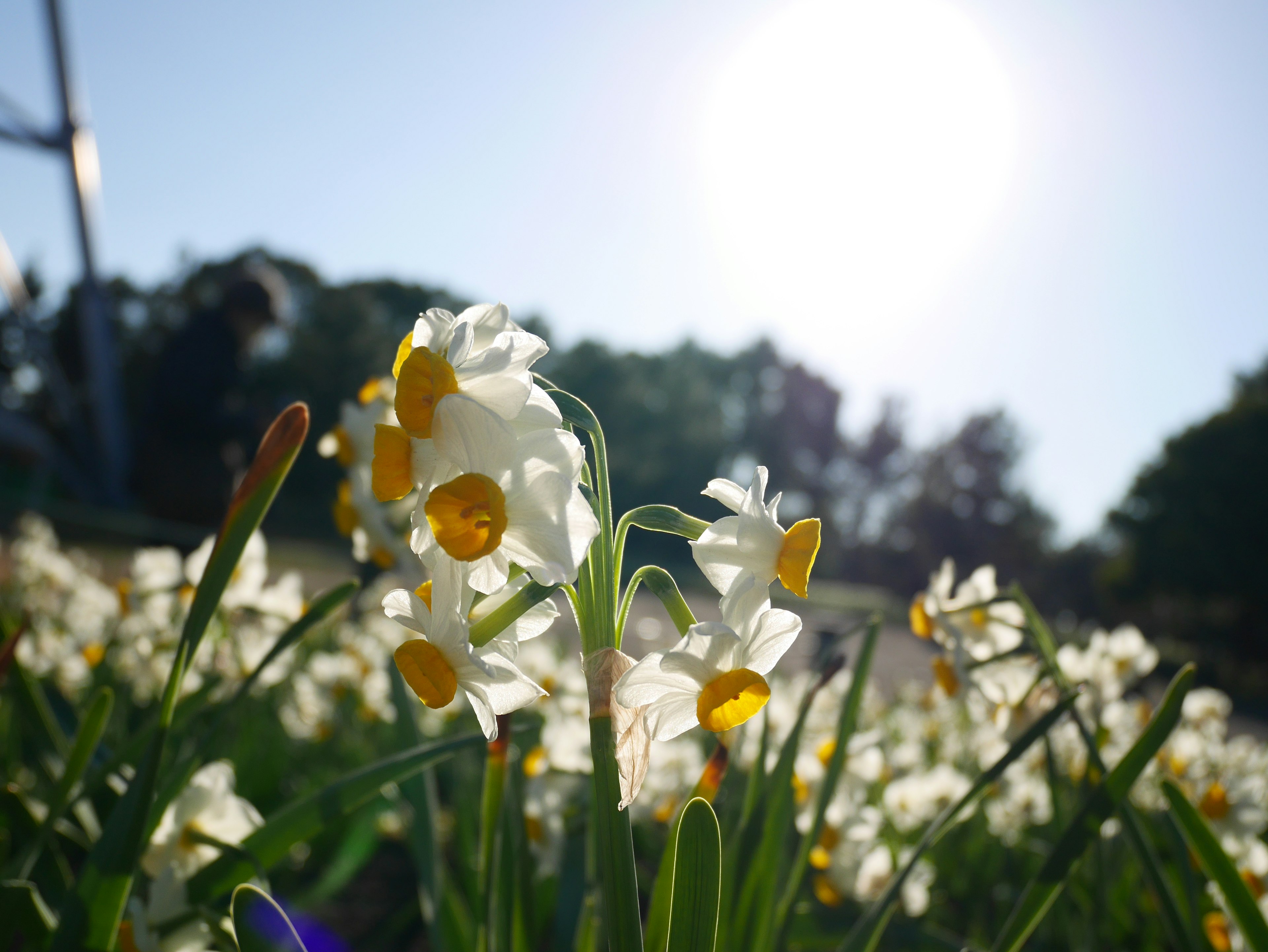 Flores de narciso con pétalos blancos y centros amarillos floreciendo bajo la luz del sol