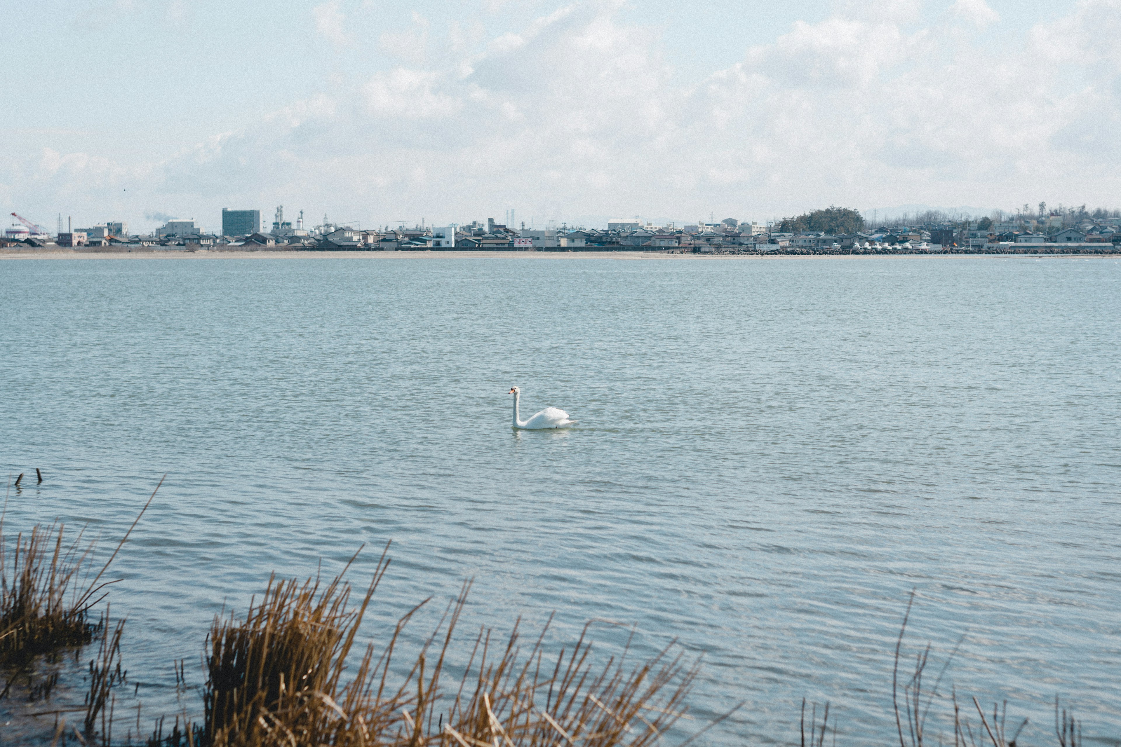 Un cigno che galleggia su una superficie d'acqua calma con skyline urbano sullo sfondo