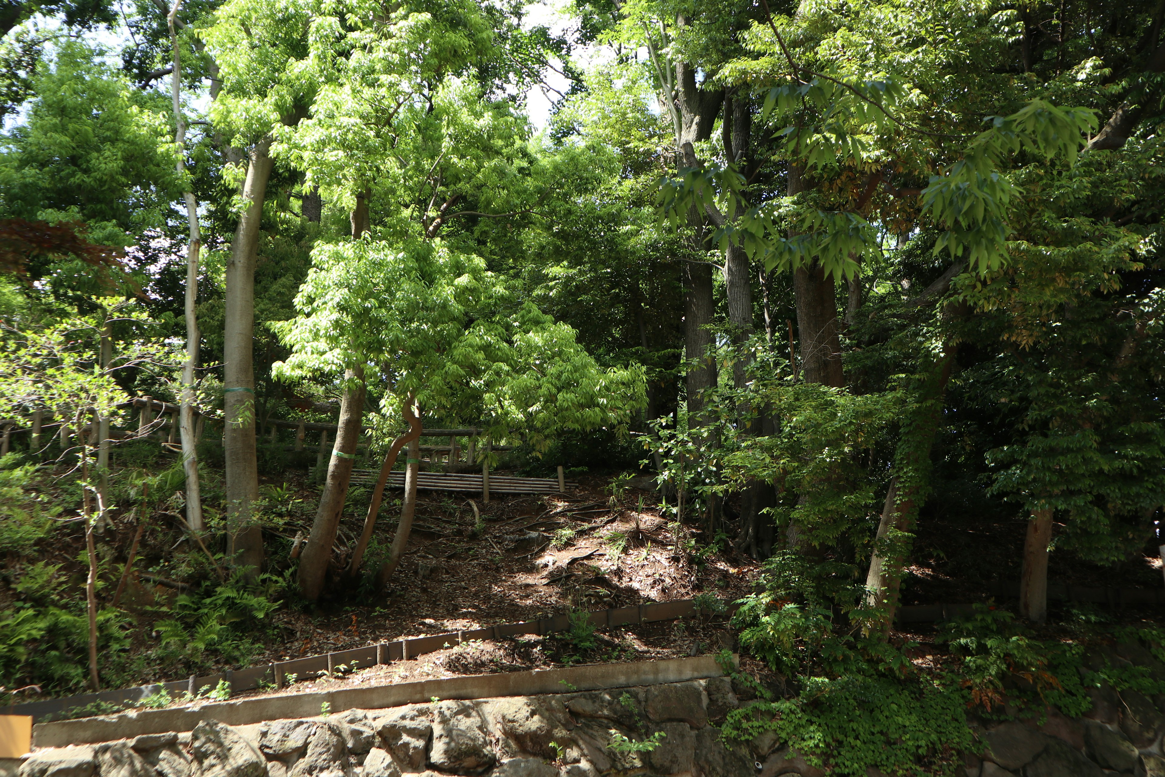 Escena de bosque exuberante con vegetación densa y luz solar filtrándose entre los árboles