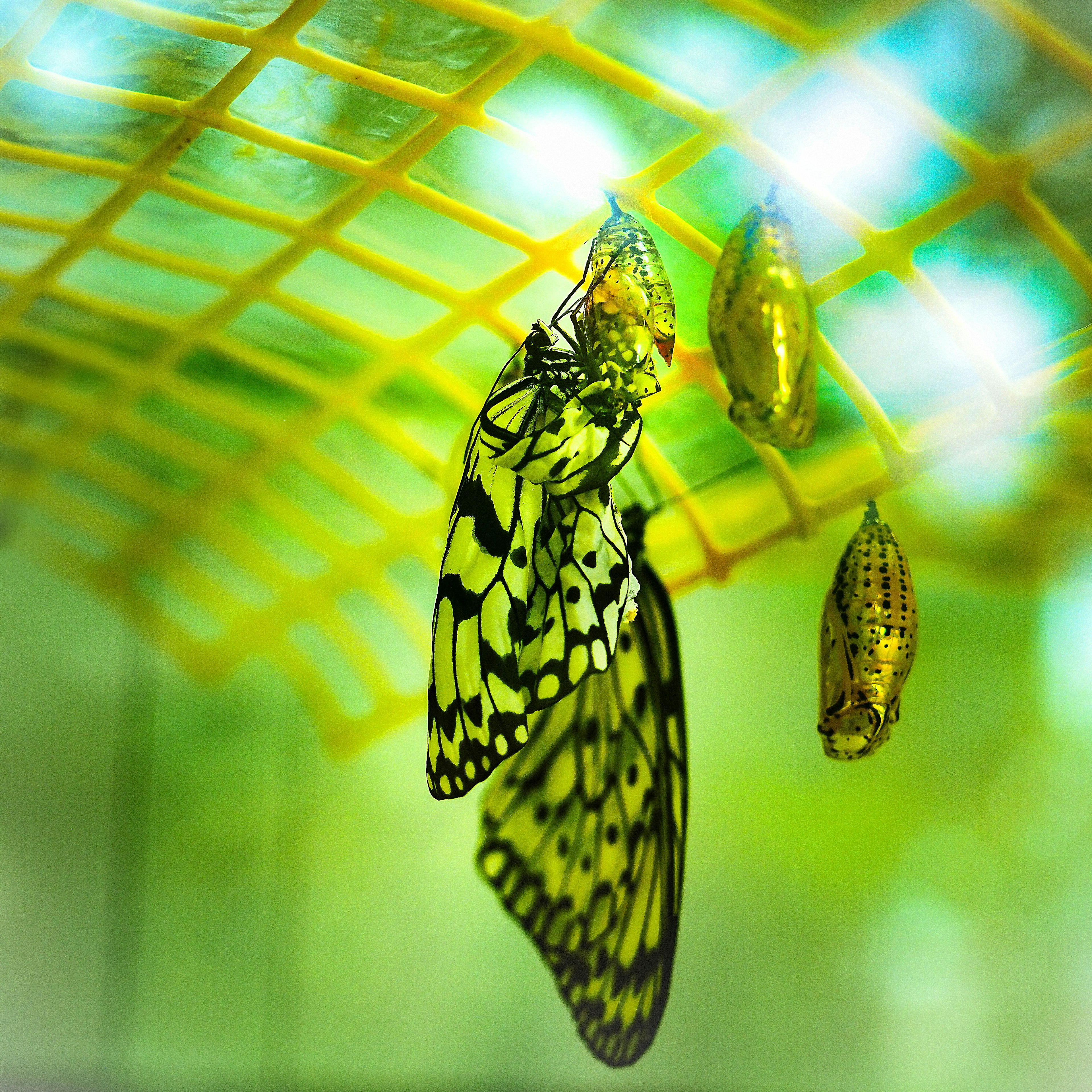 A butterfly with vibrant wings resting on a yellow net with chrysalises in the background