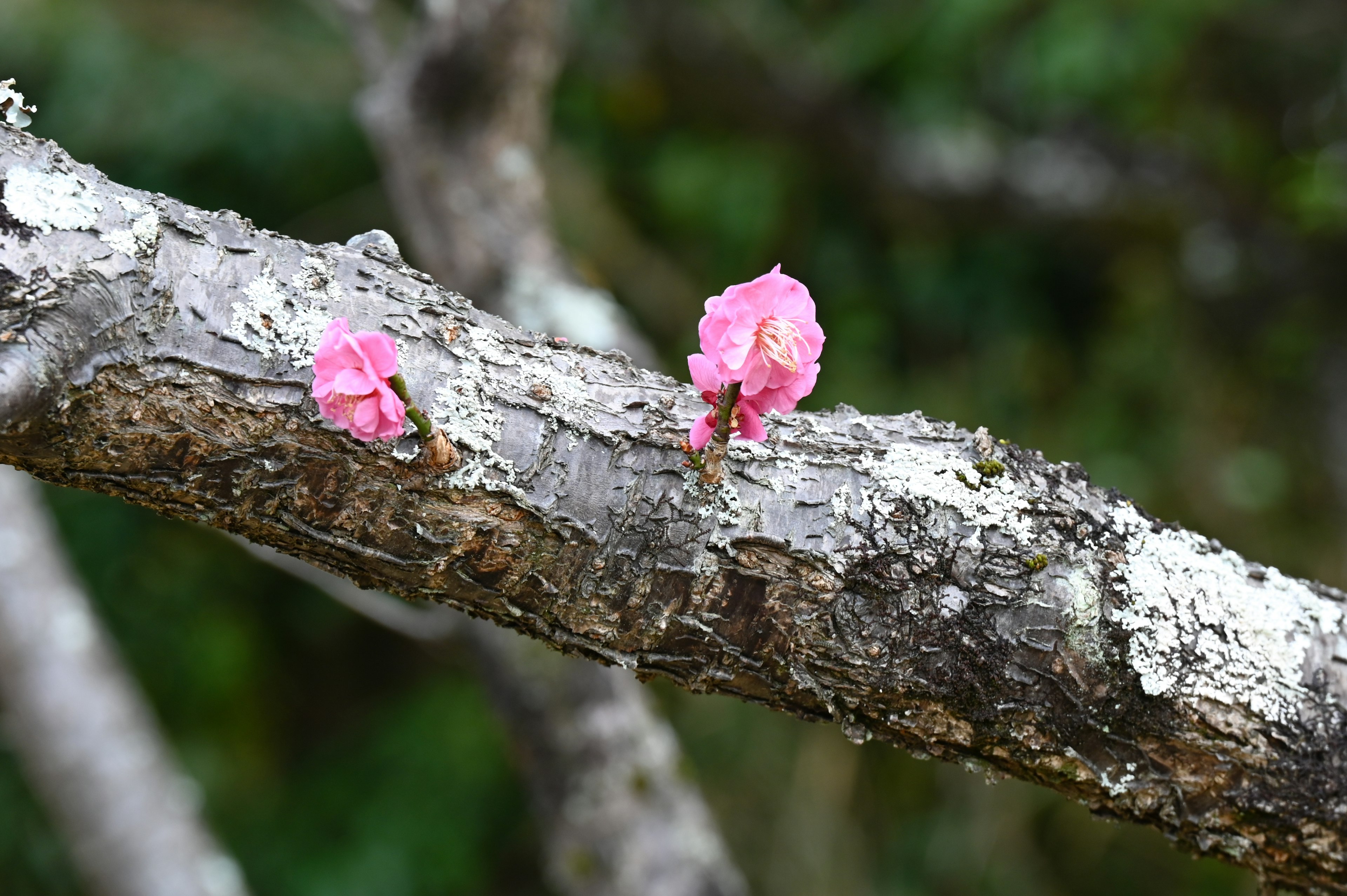 木の枝に咲く二つのピンクの花