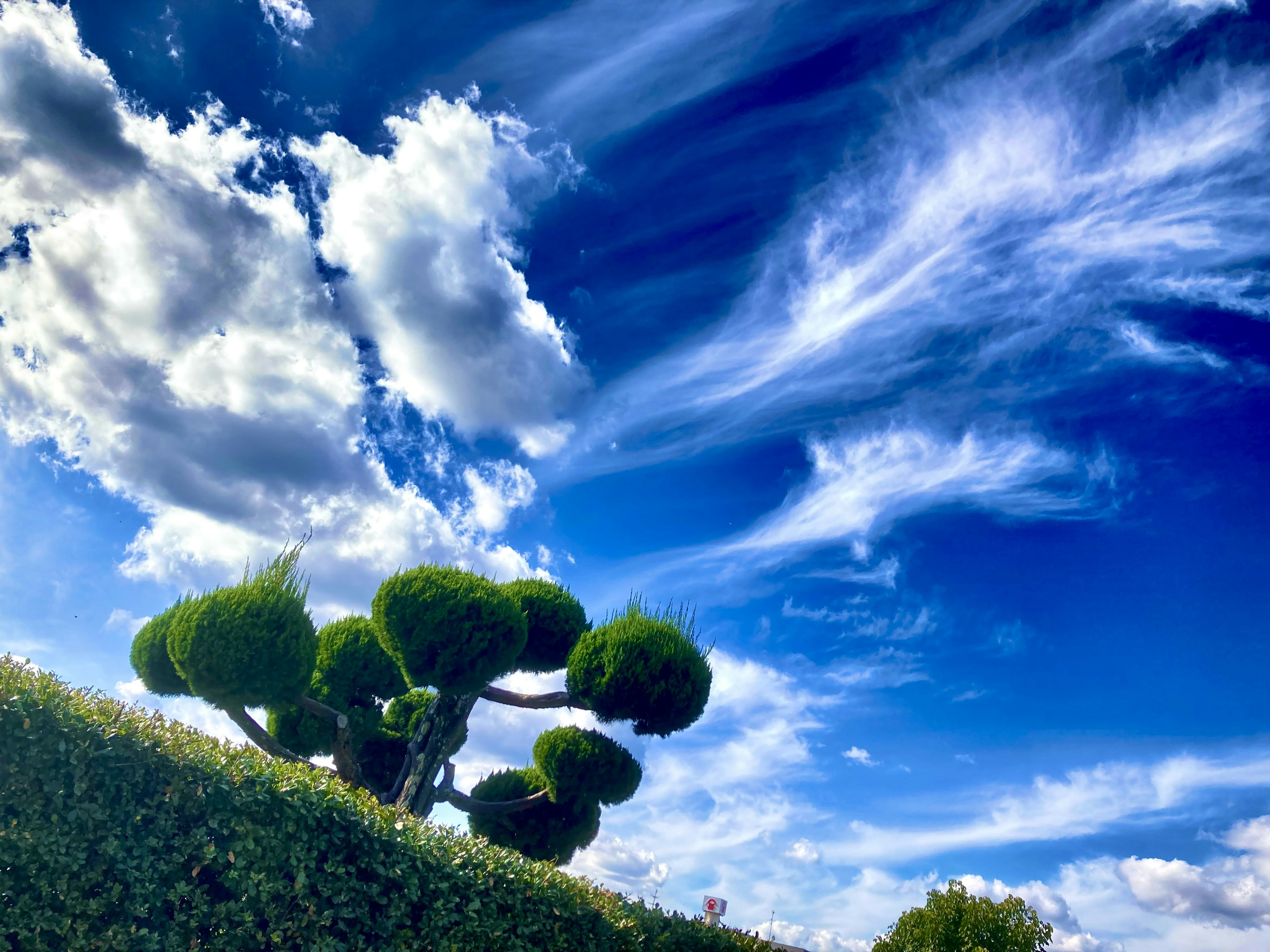 Landscape with green trees under a blue sky and white clouds