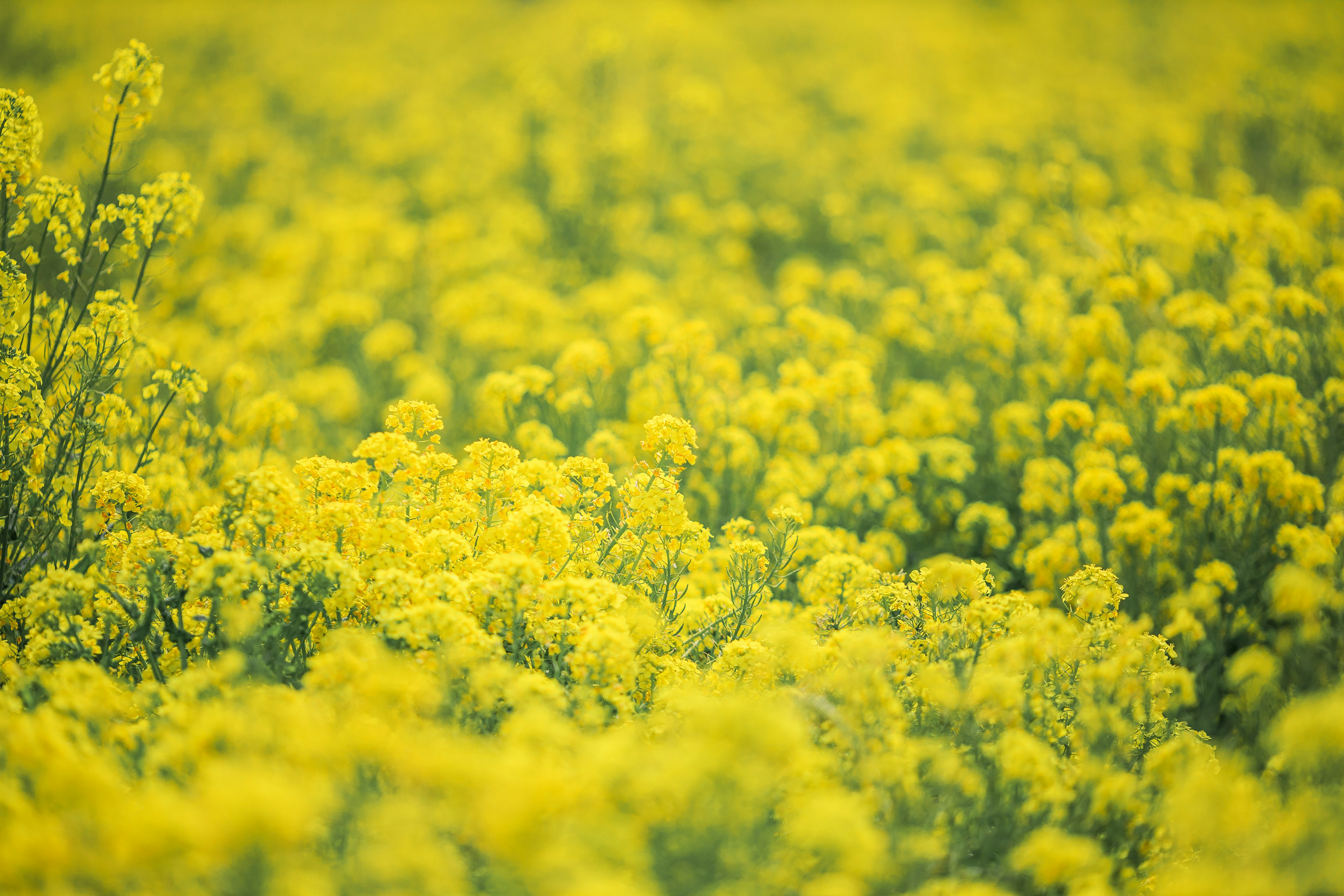 Amplio campo de flores amarillas vibrantes en plena floración