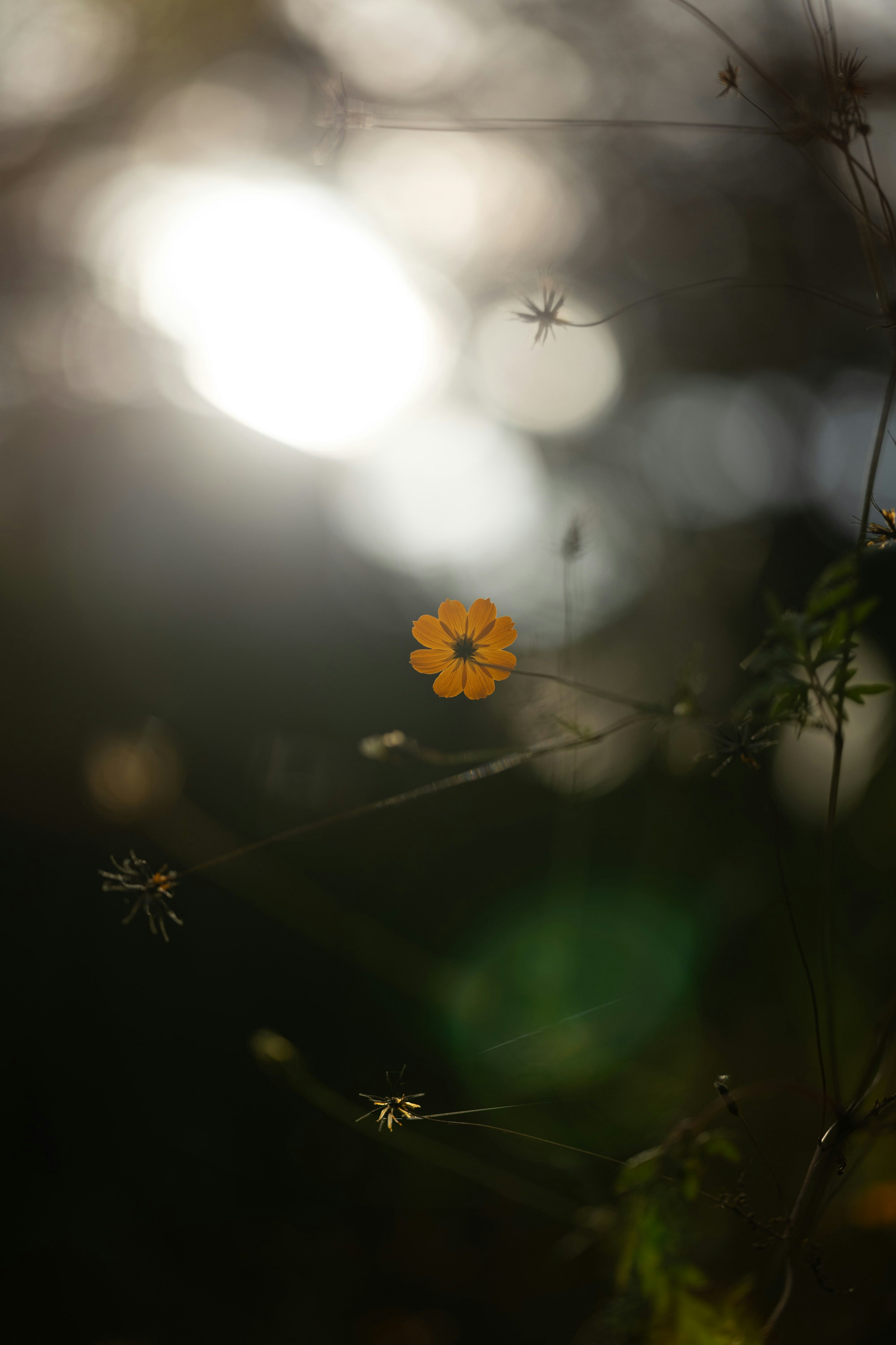 Eine lebendige orangefarbene Blume hebt sich vor einem verschwommenen Hintergrund aus sanftem Licht ab