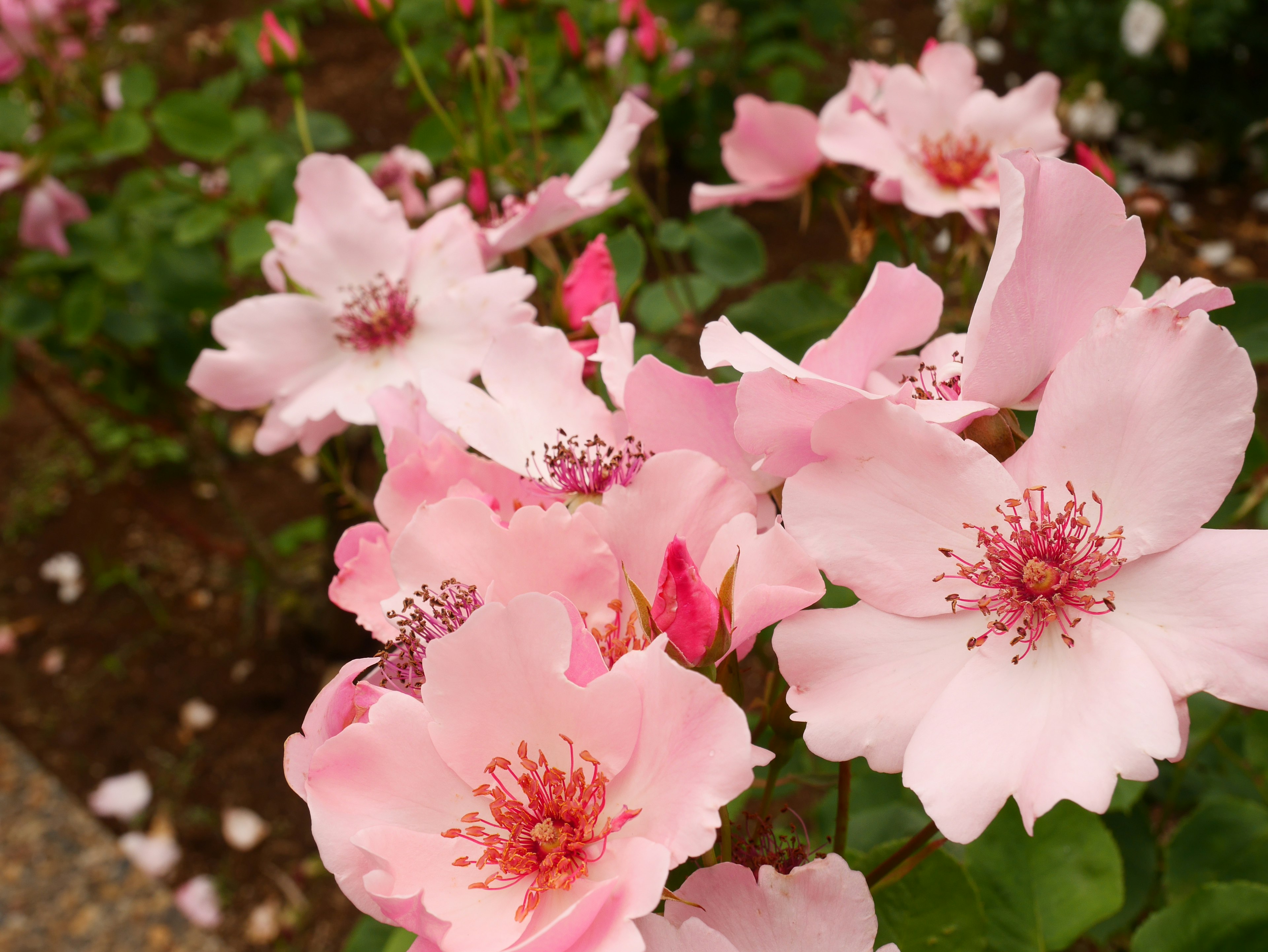 Primo piano di rose con petali rosa chiaro