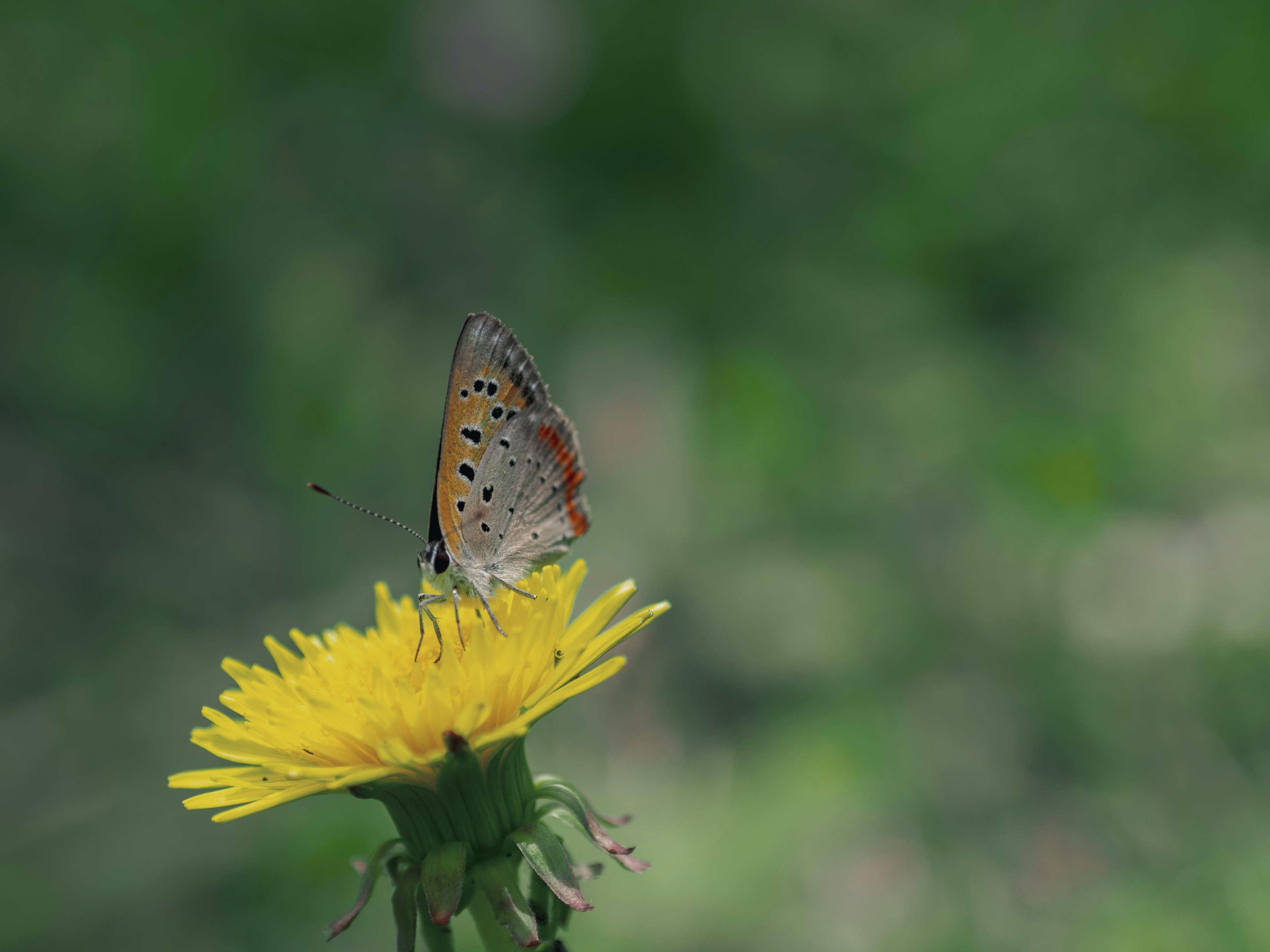 Papillon posé sur une fleur de pissenlit jaune