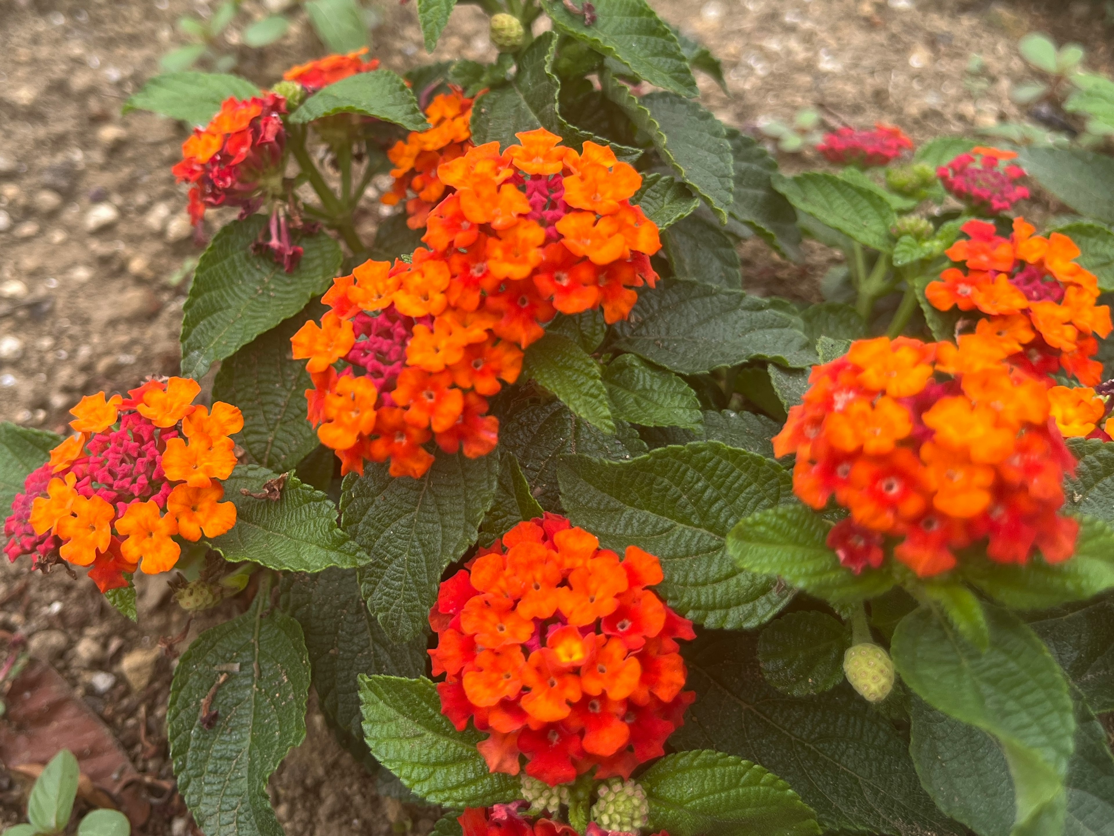 鮮やかなオレンジと黄色の花が咲いているランタナの植物