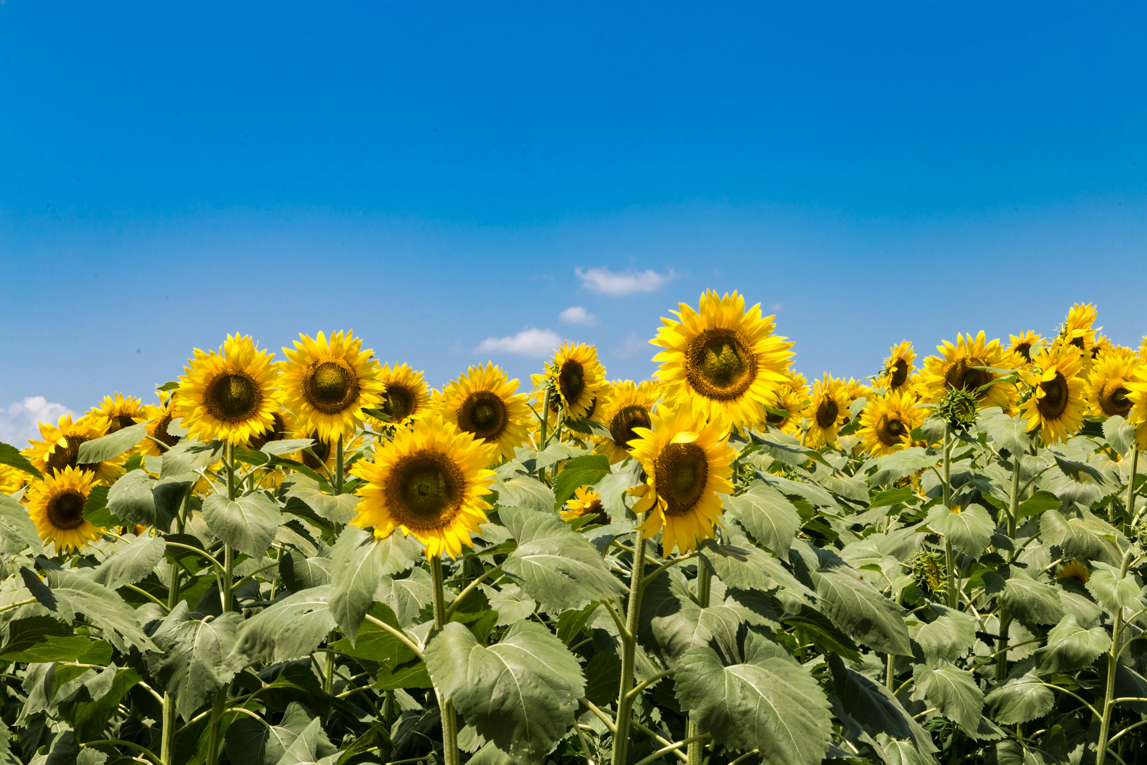 Champs de tournesols en fleurs sous un ciel bleu