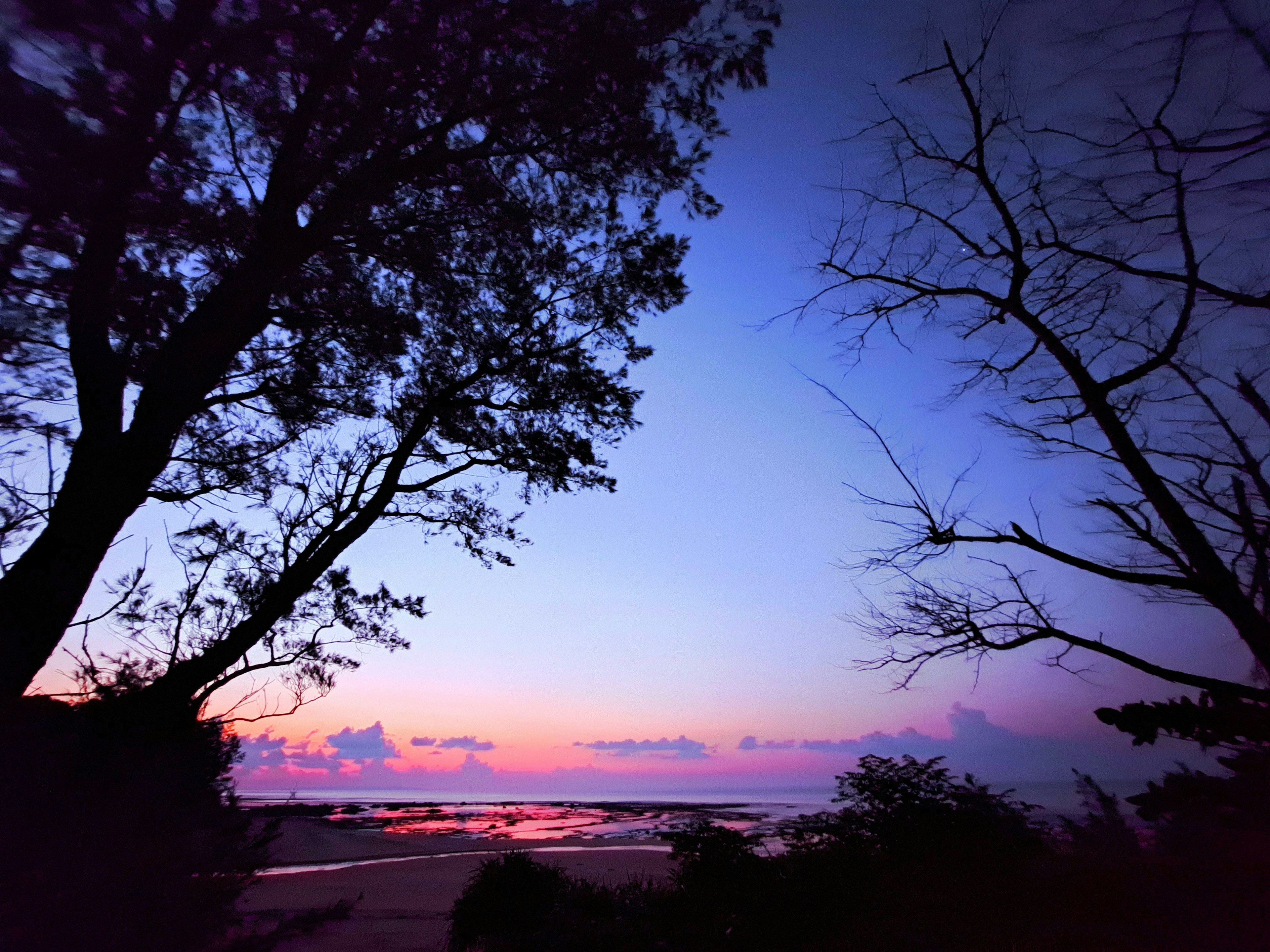 Paisaje costero al atardecer con árboles en silueta