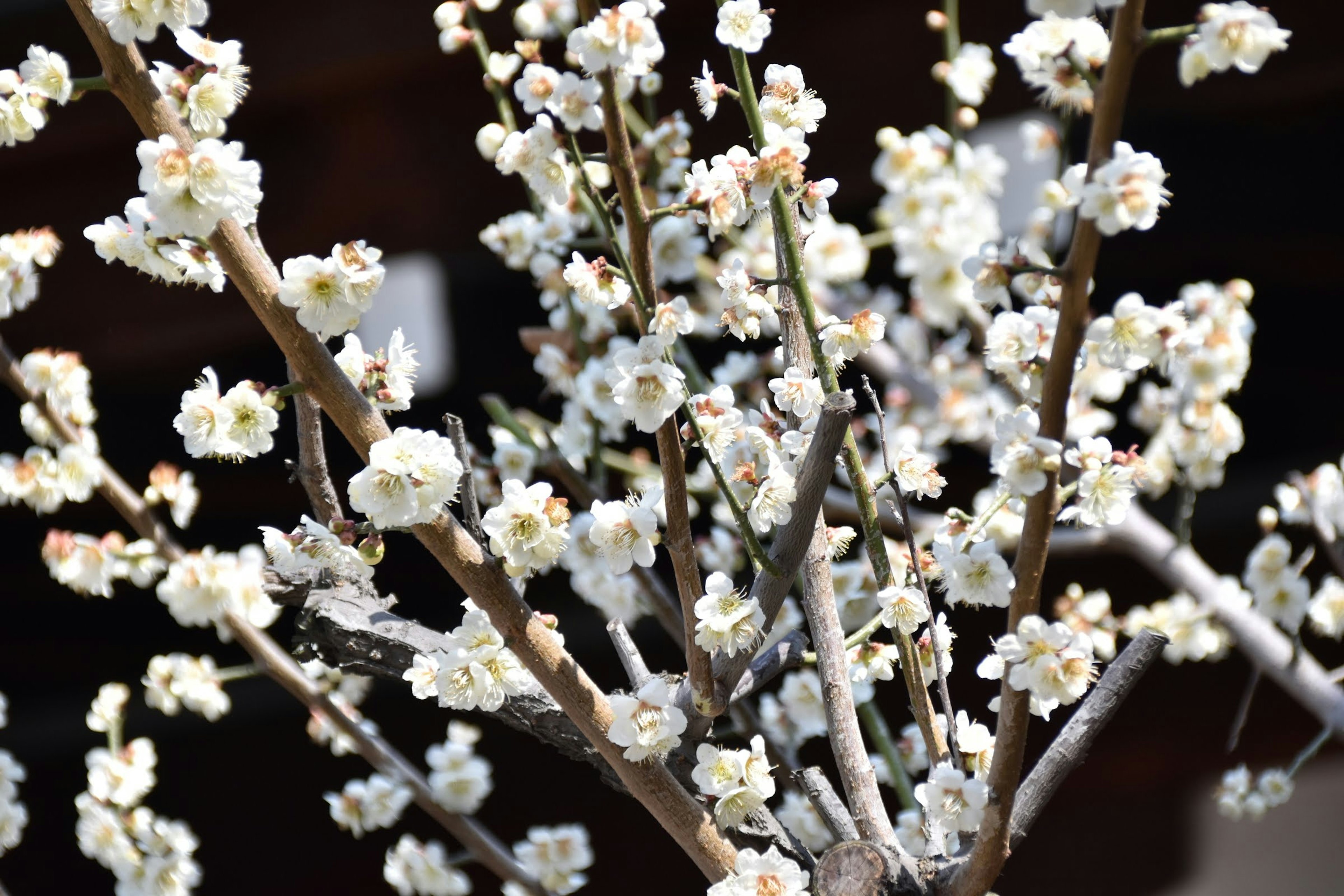 Close-up of a tree branch with blooming white flowers