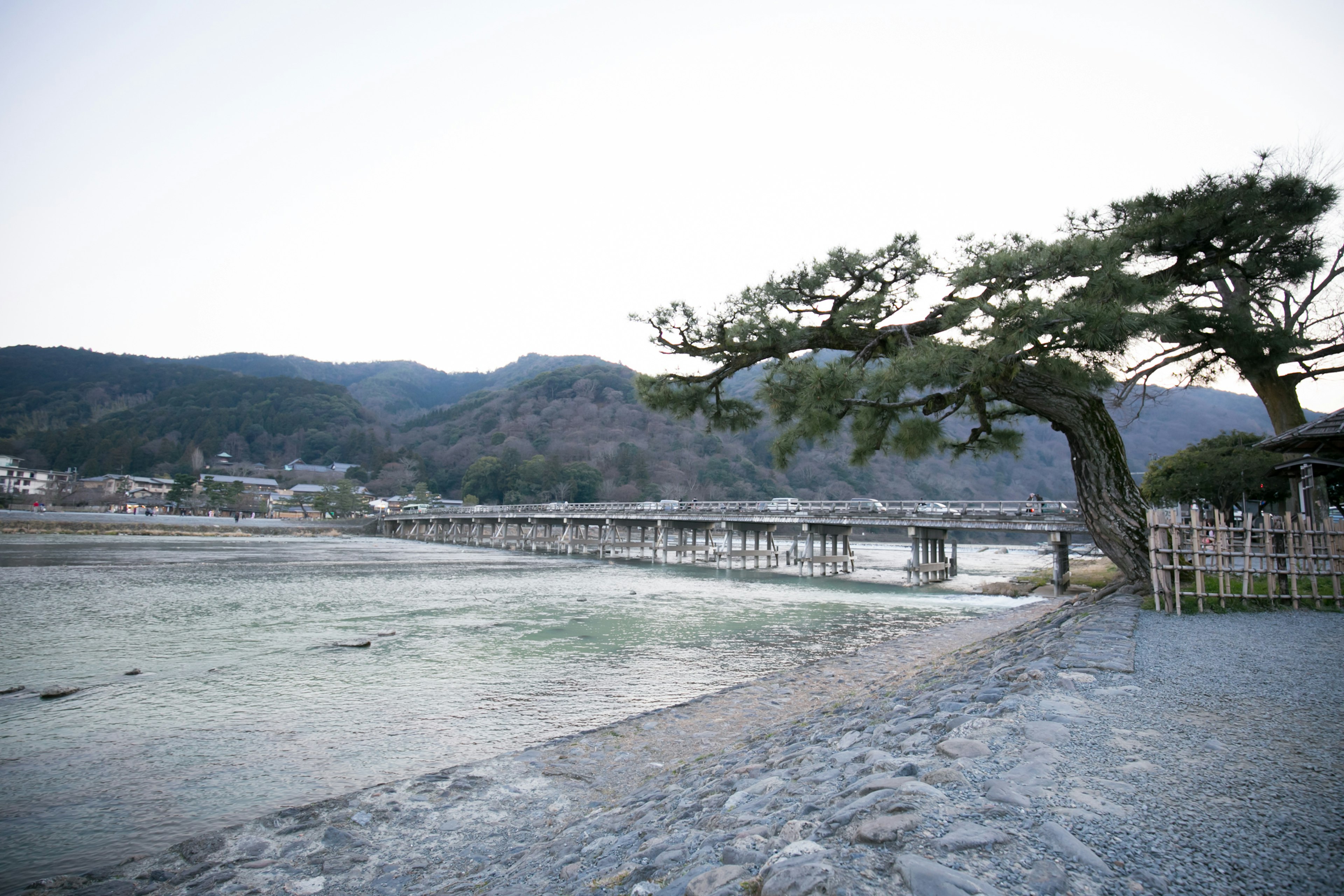 川の近くにある独特な形の木と橋の風景