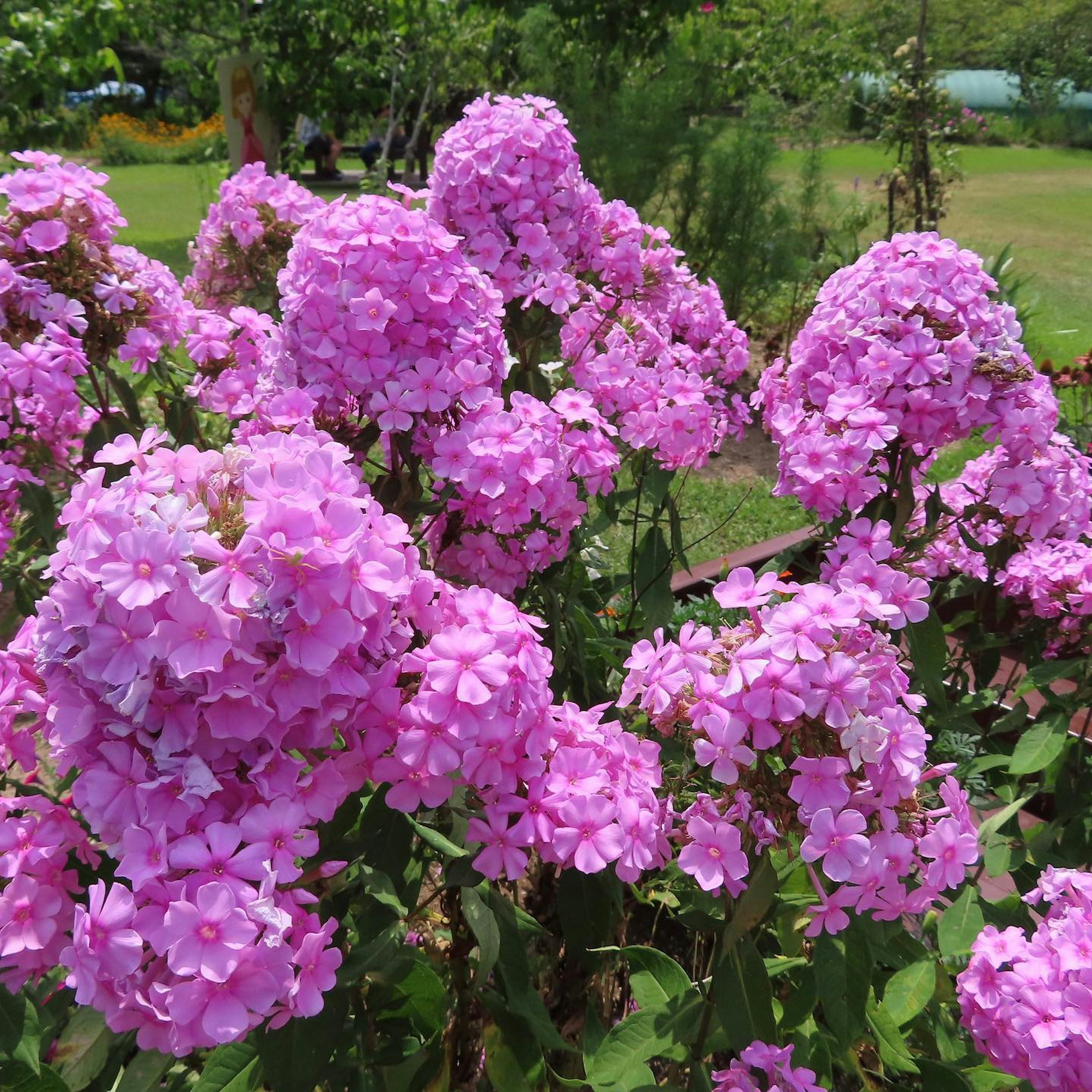 Fleurs roses vibrantes en fleurs dans un jardin