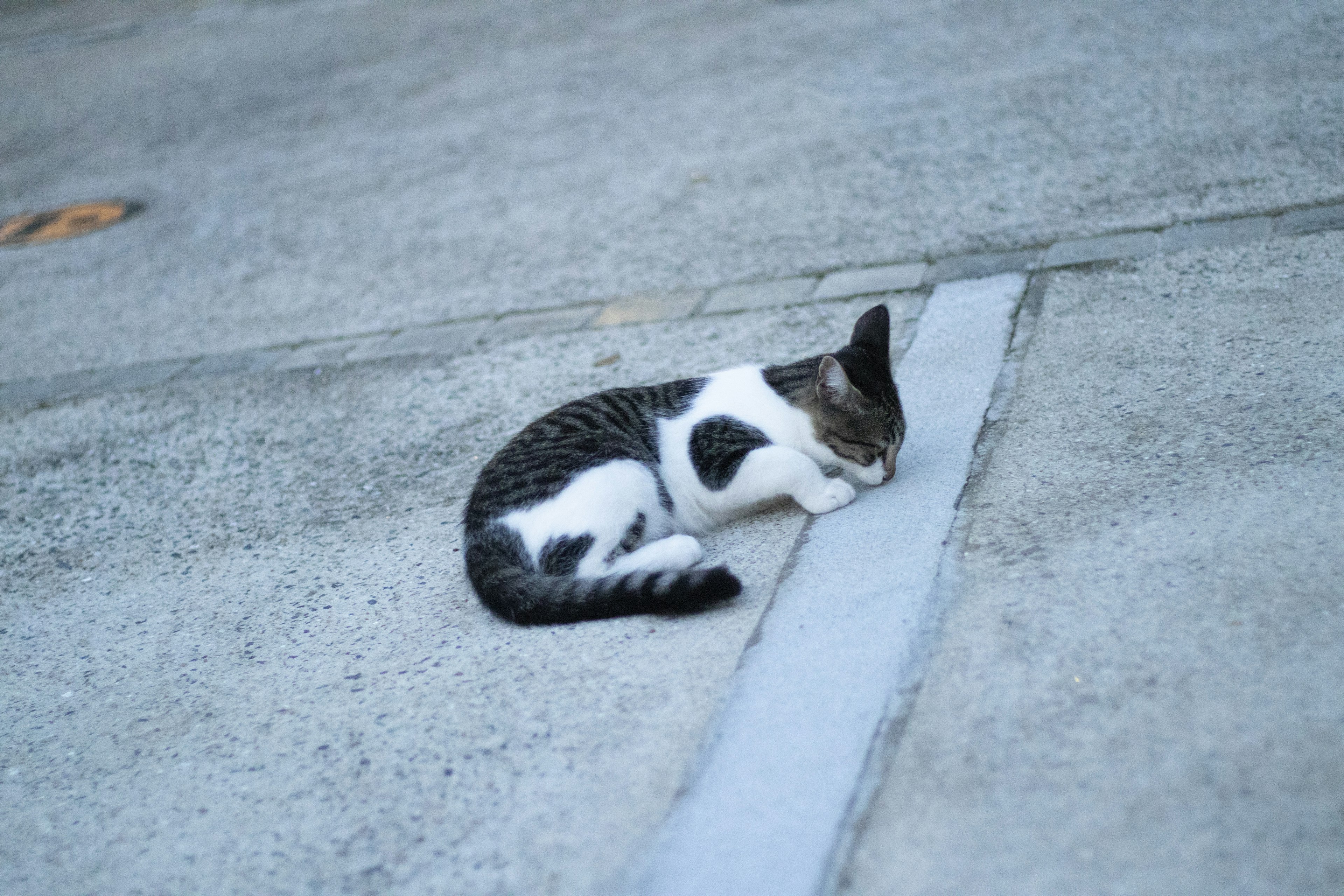 Un chat couché sur une surface en béton