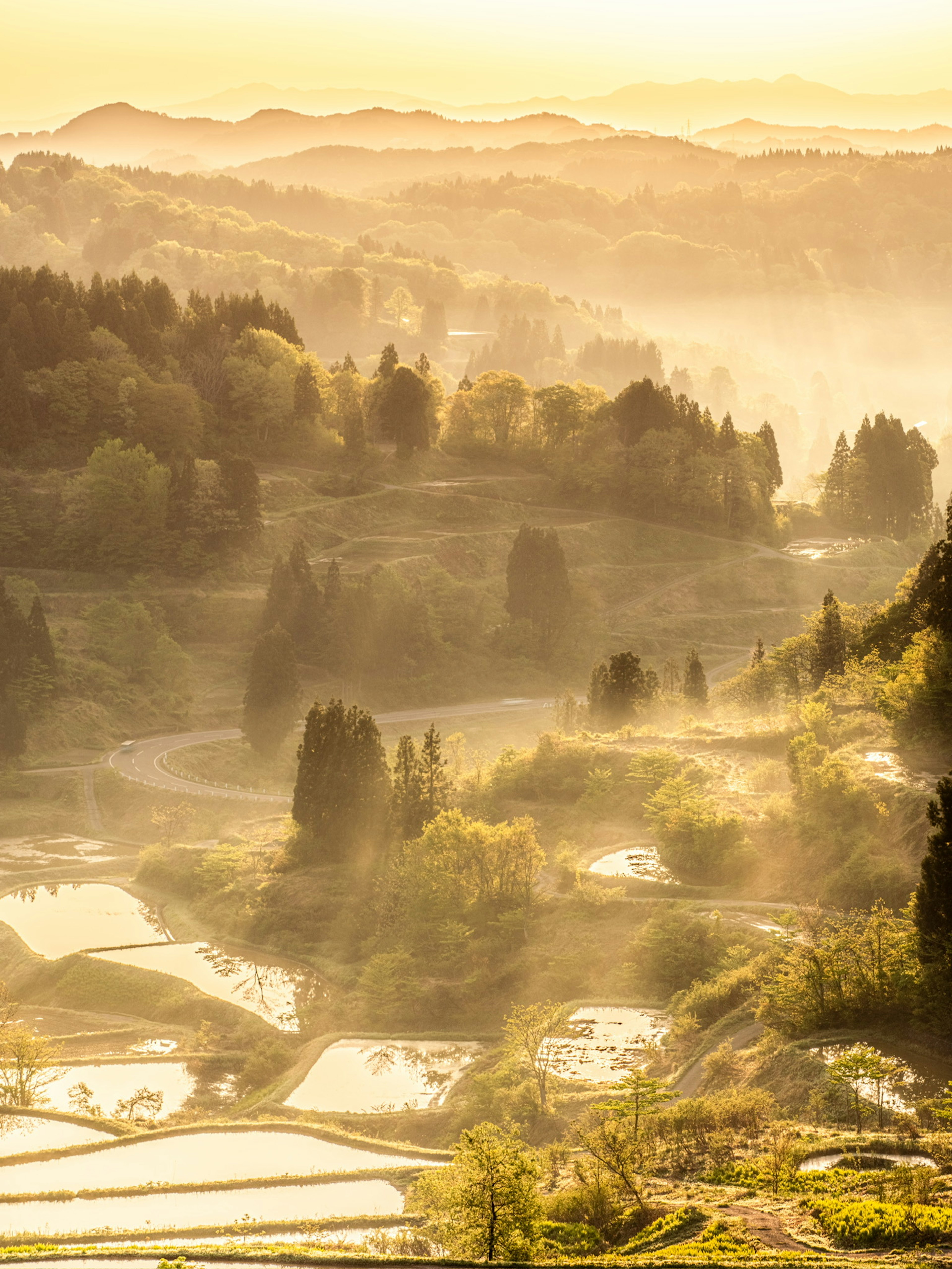 Vista escénica de campos de arroz en terrazas y montañas en la niebla con luz solar filtrándose