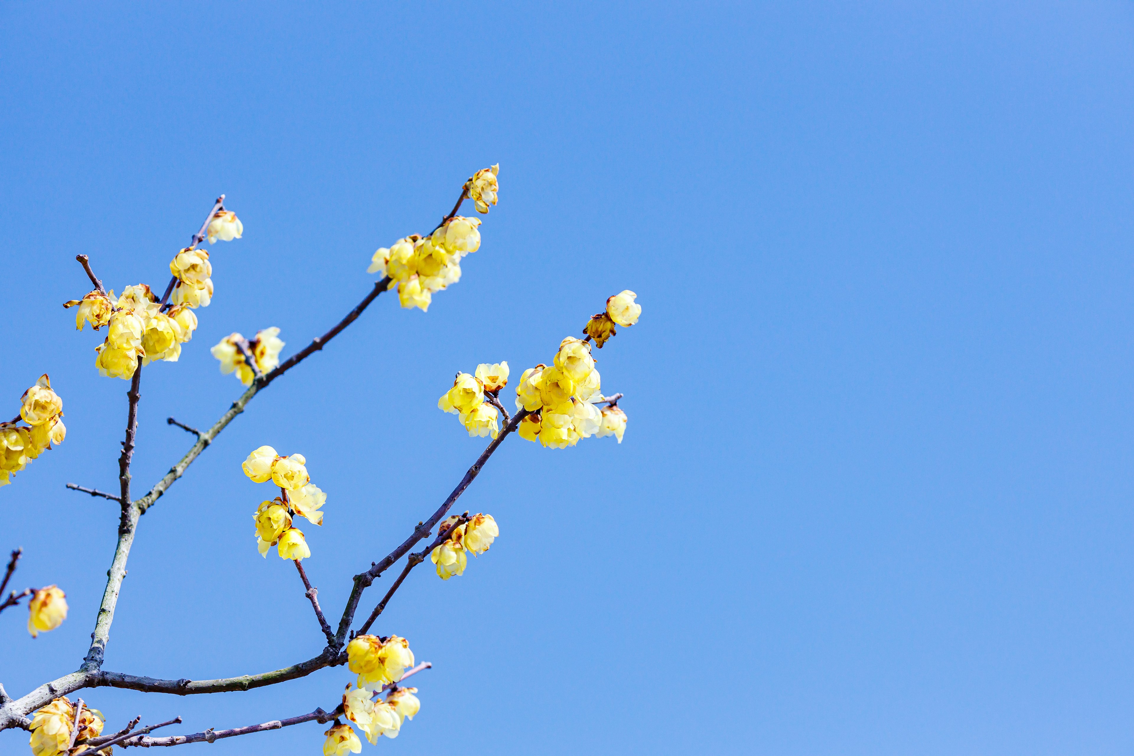 Rama de flores amarillas contra un cielo azul