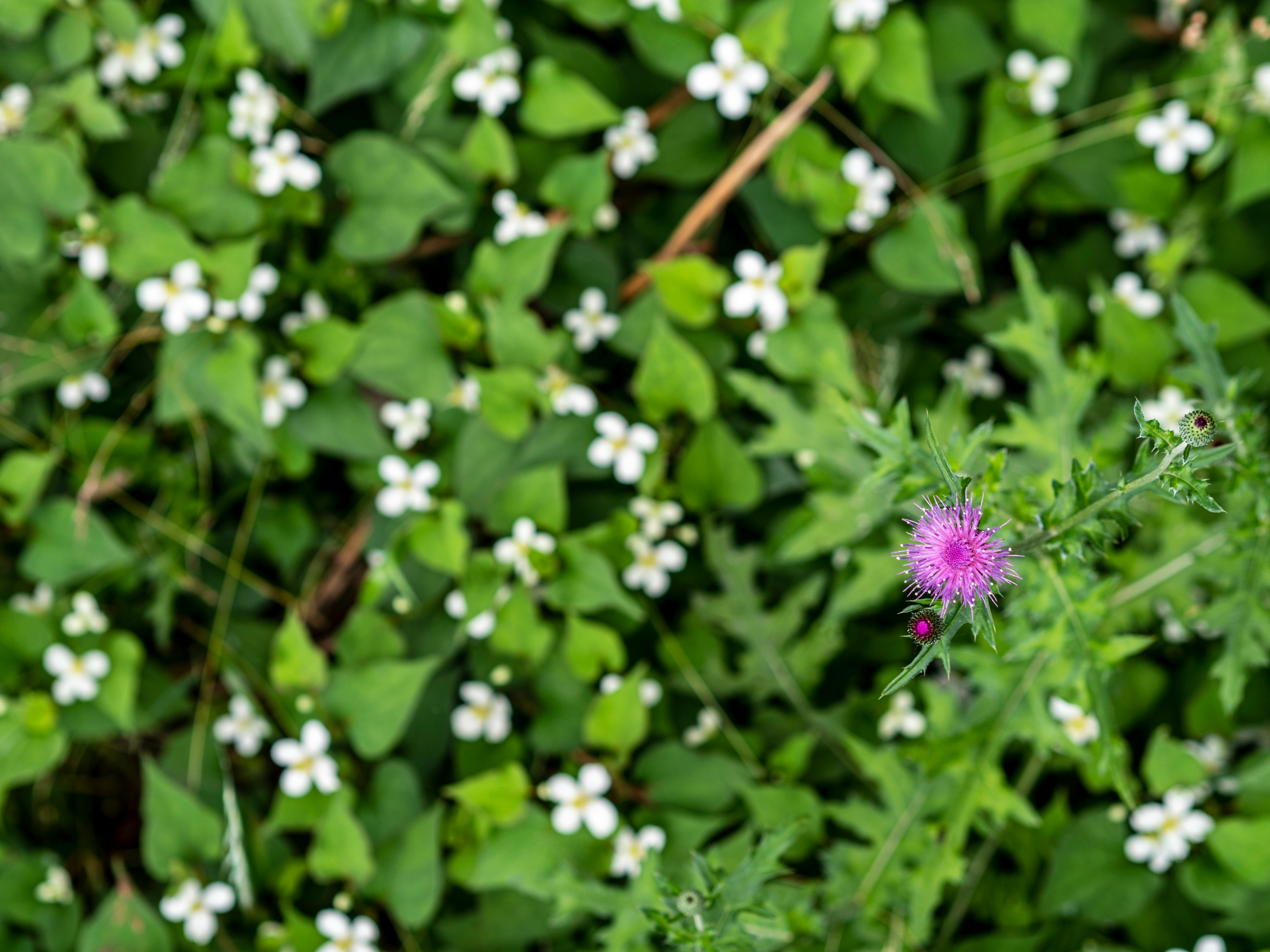 紫色の花と白い小花が散らばる緑の背景