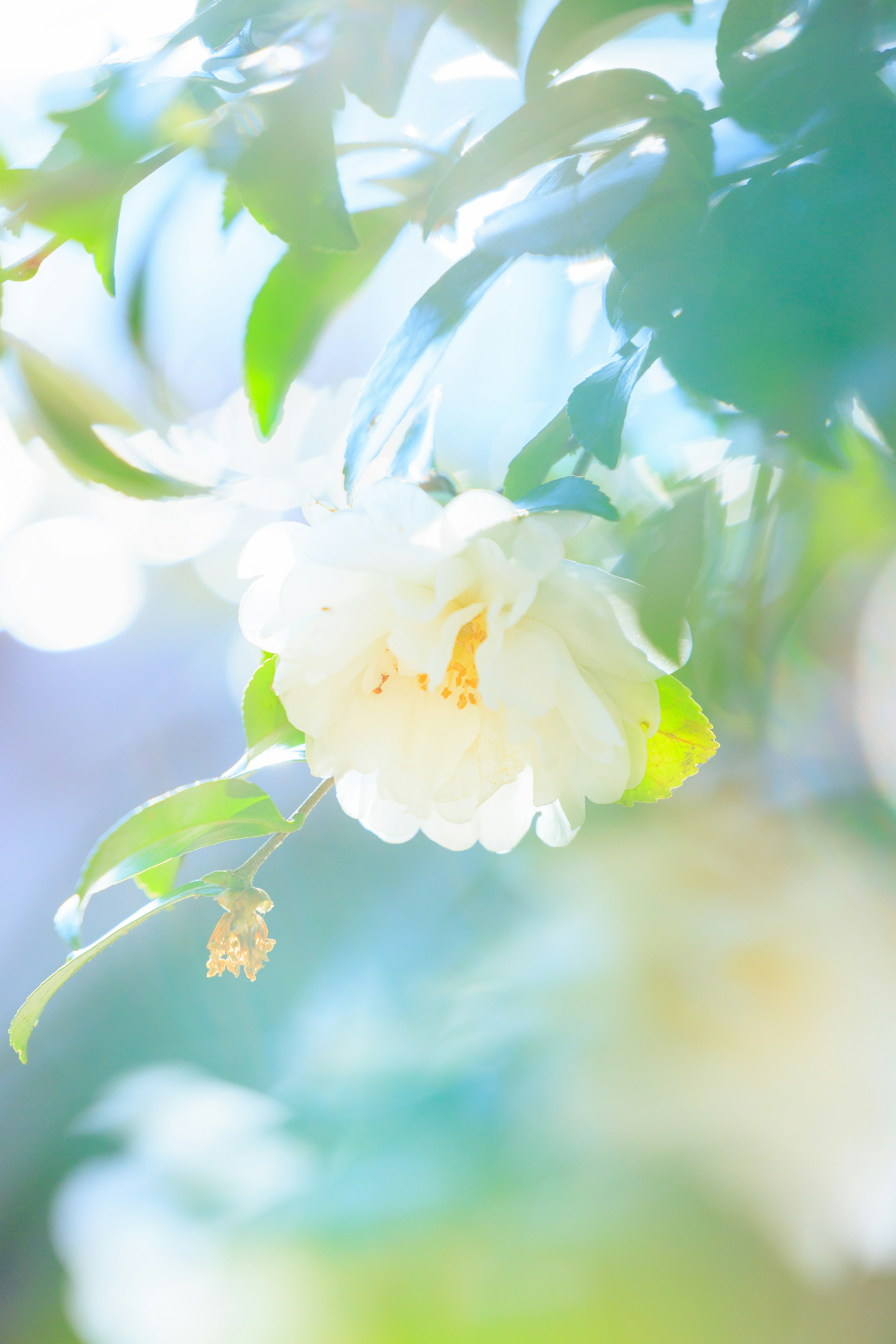 Una scena bella con un fiore bianco e foglie verdi immerse in una luce soffusa