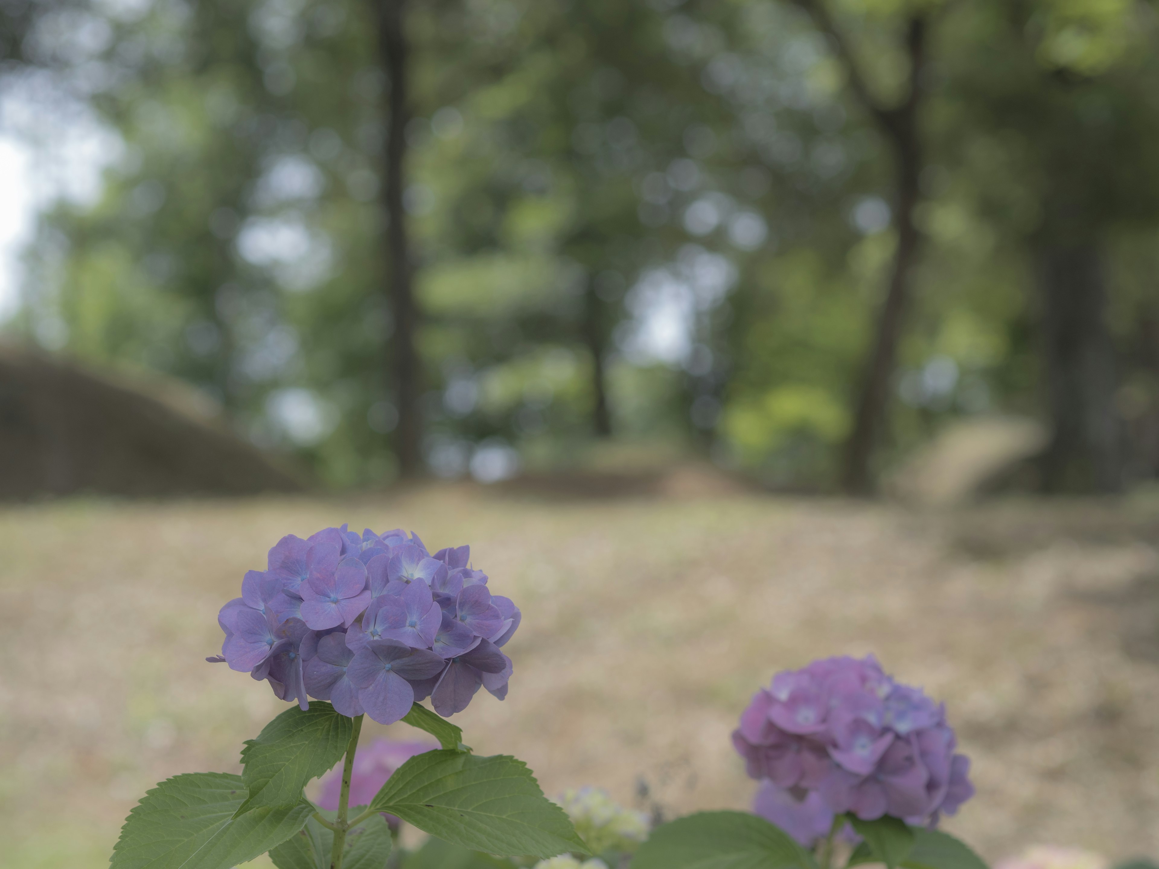 紫色のアジサイの花が前景にあり、背景には緑の木々が広がっています