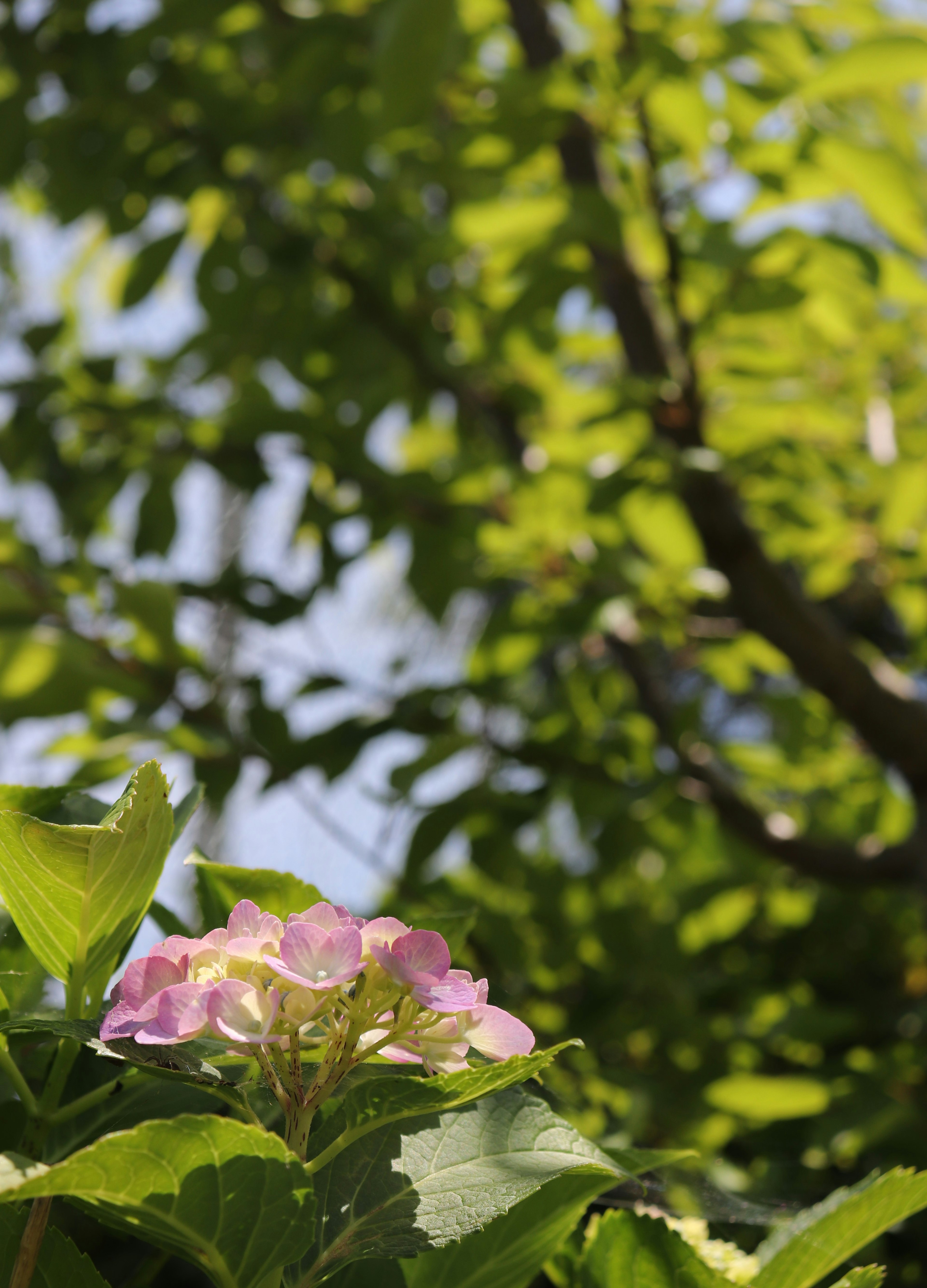 Flor púrpura floreciendo bajo un cielo azul con hojas verdes