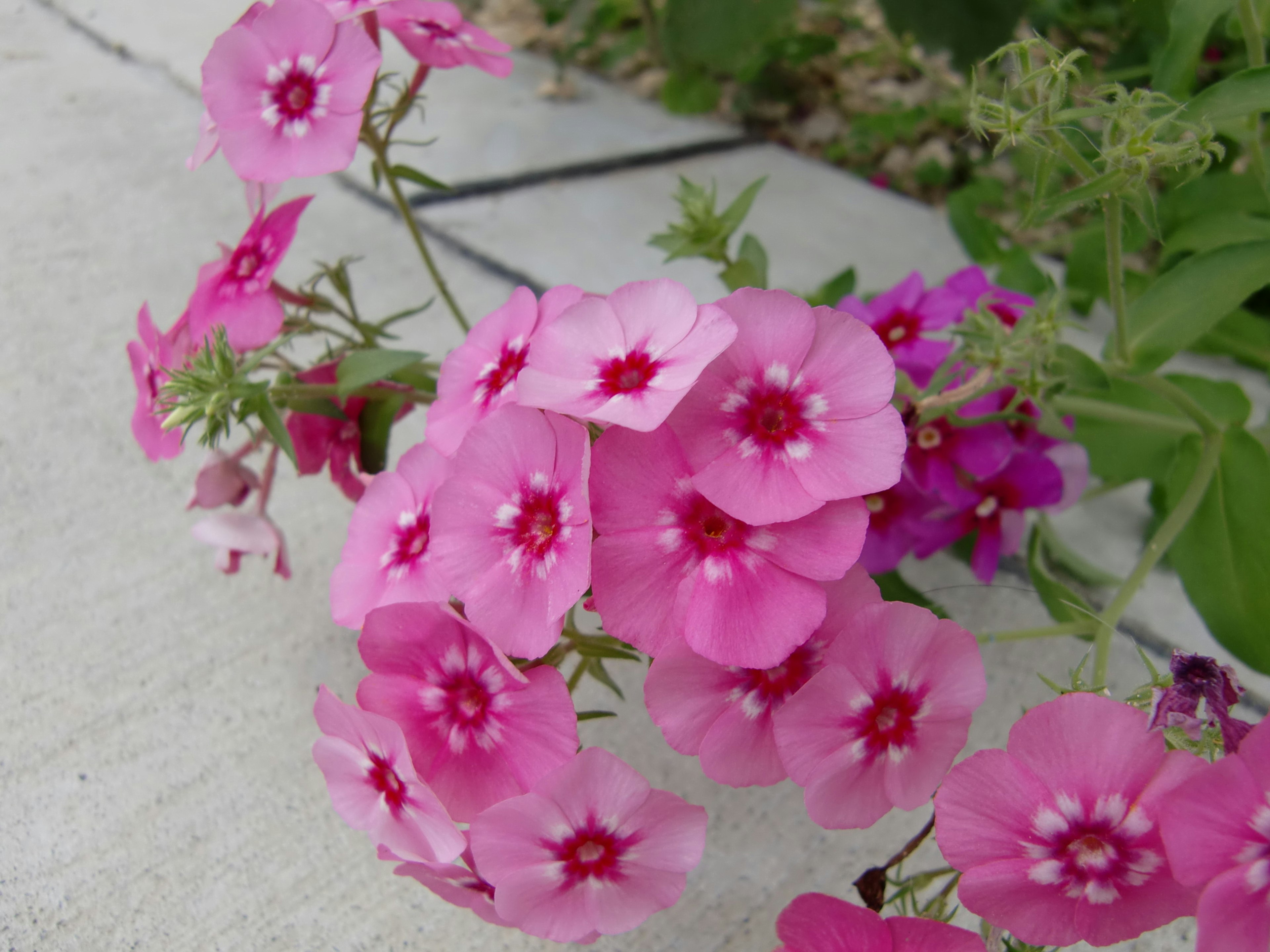 Fiori rosa vivaci in fiore con centri bianchi