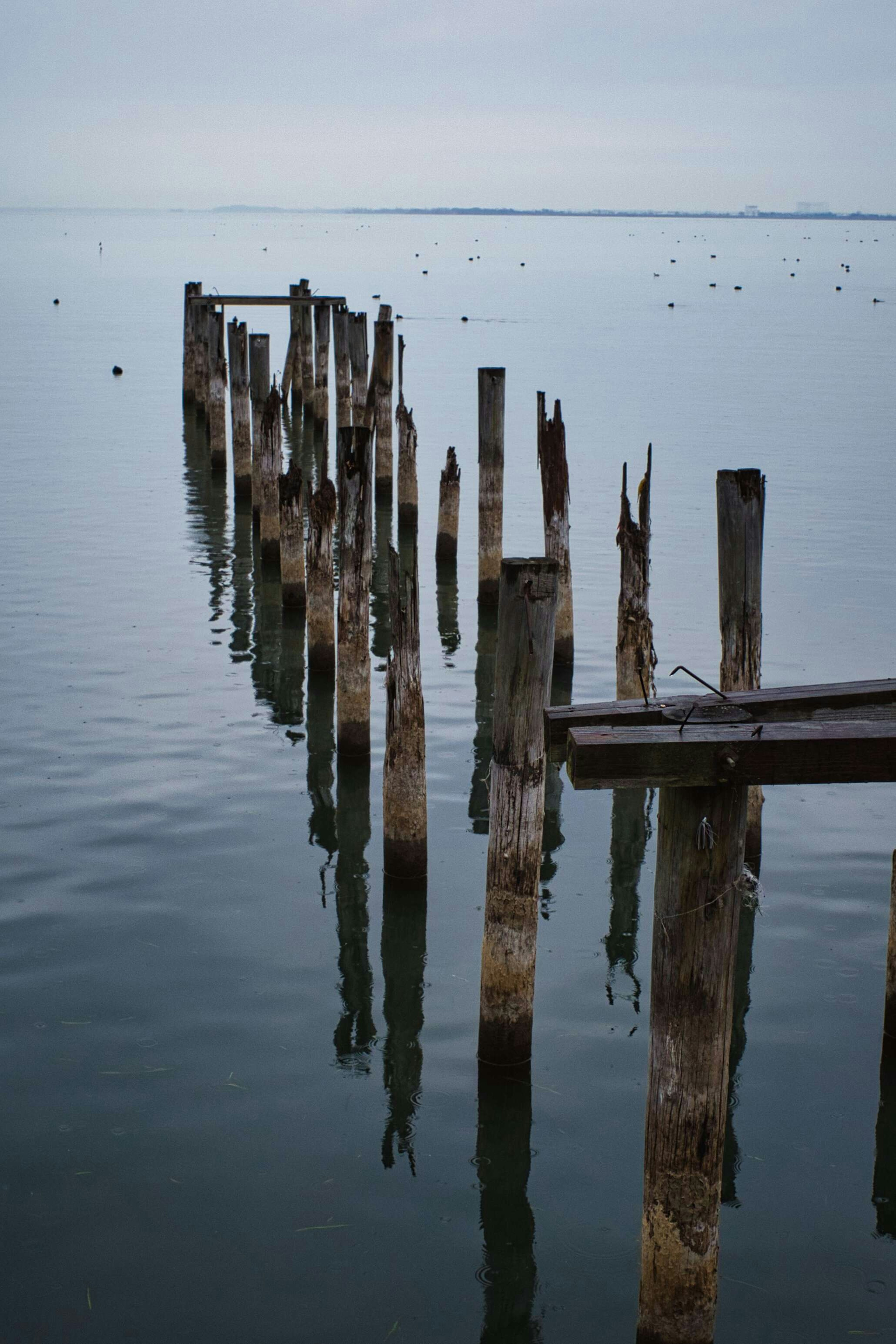 Anciennes piles de quai en bois reflétées dans l'eau calme