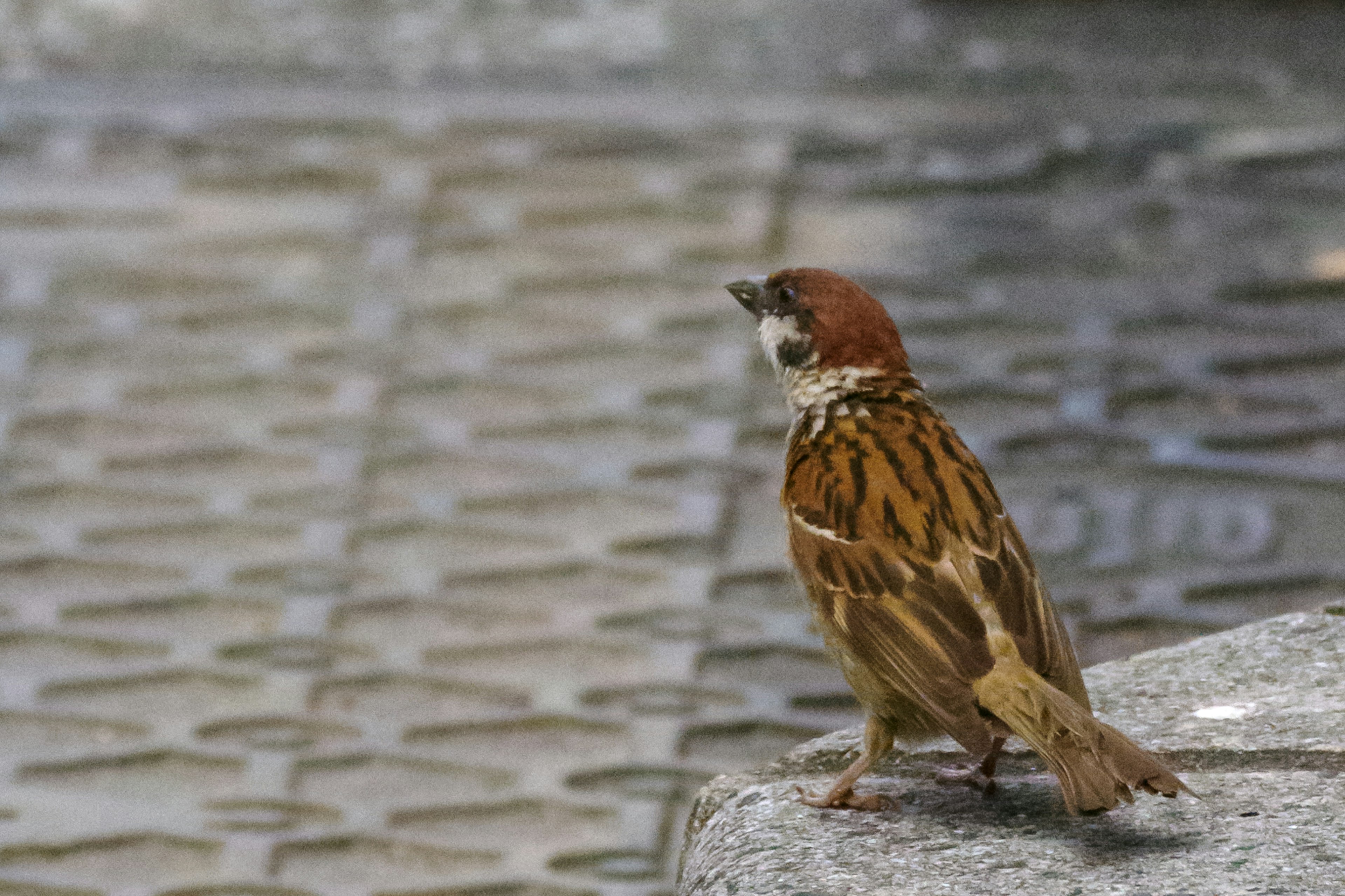 Ein Spatz steht neben einer Pfütze