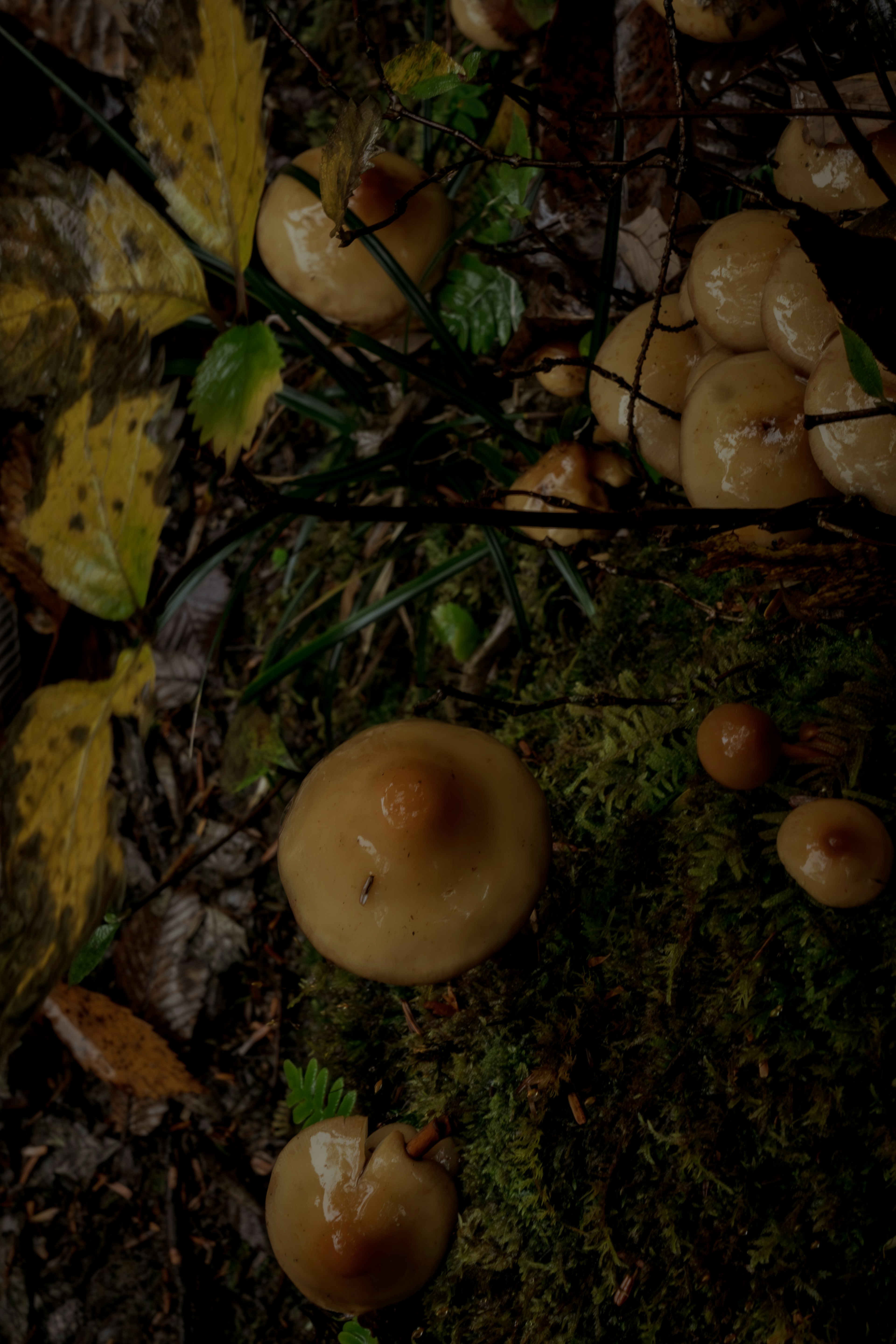 Hongos marrones creciendo en un bosque con hojas