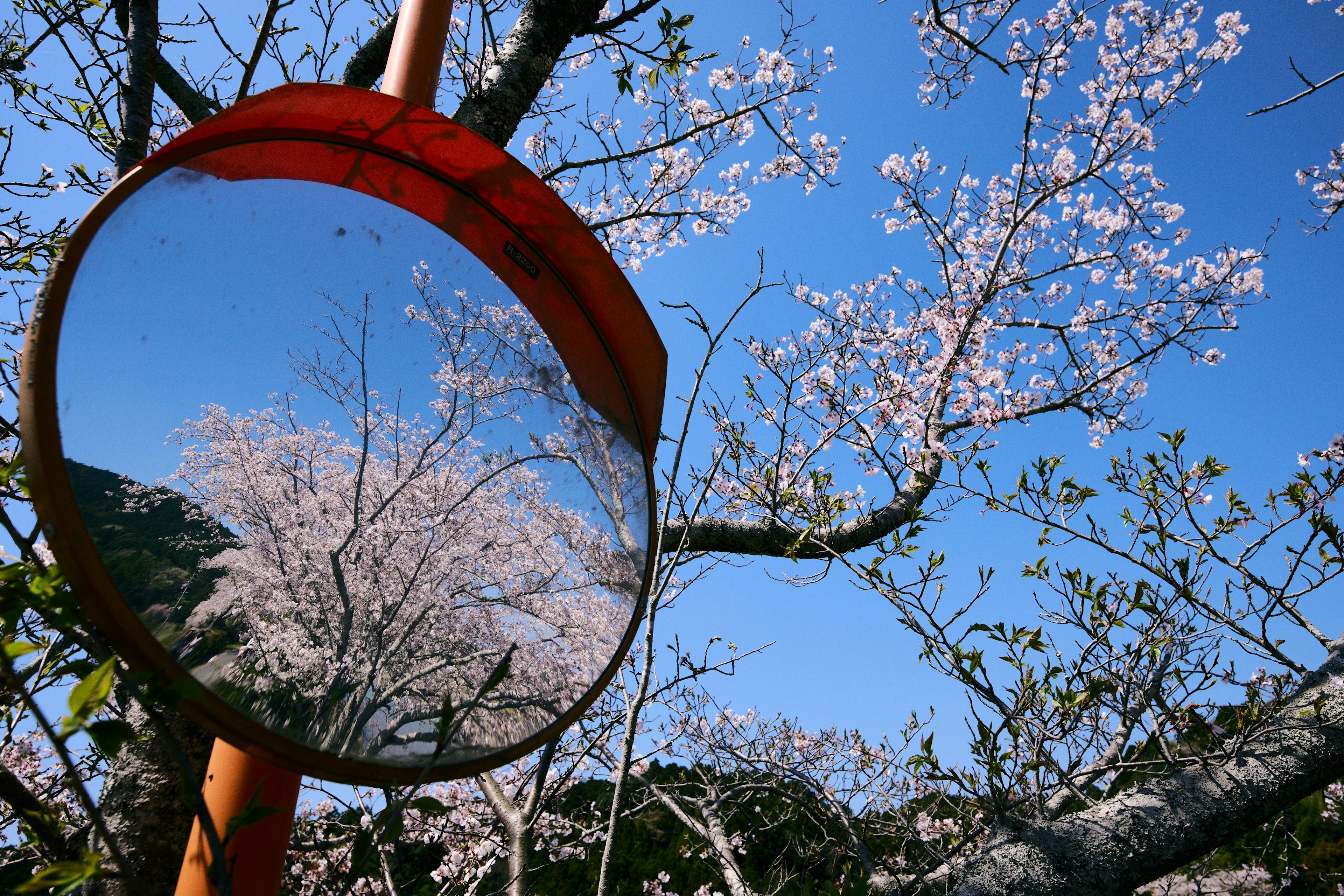 Espejo que refleja un árbol de cerezo contra un cielo azul