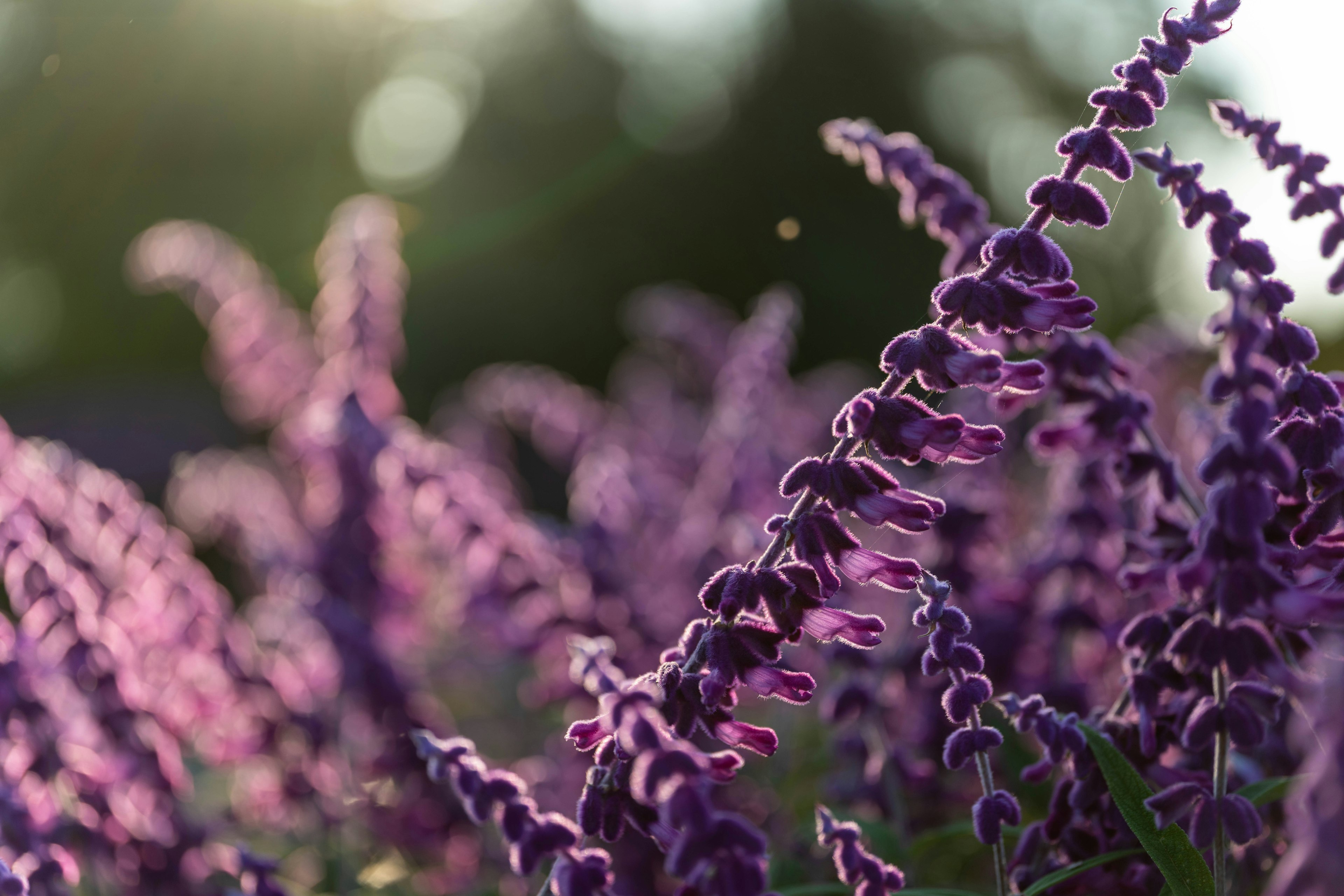 Primo piano di fiori viola alla luce del sole con uno sfondo sfocato morbido