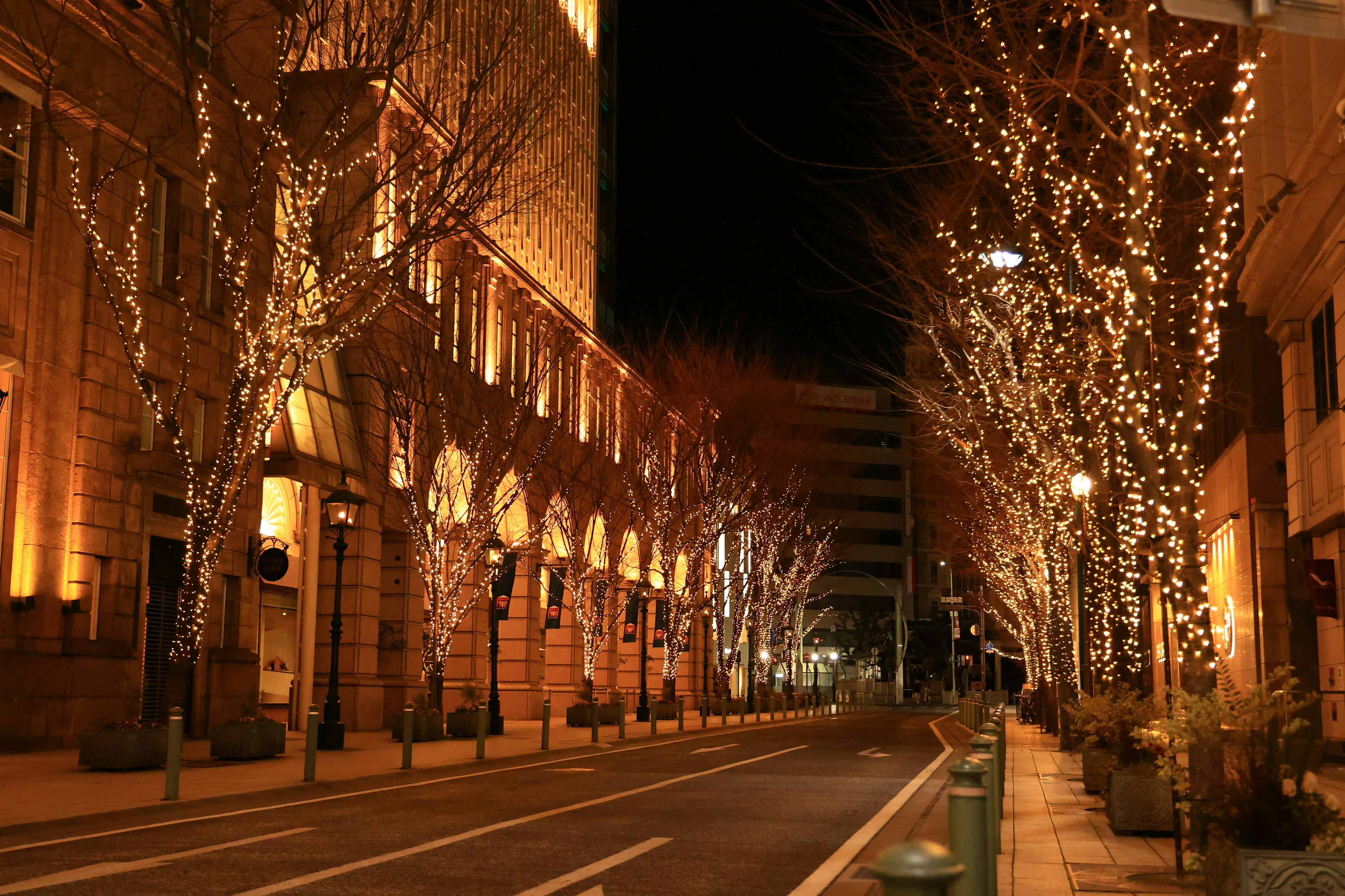 Vista nocturna de una calle con árboles iluminados y edificios