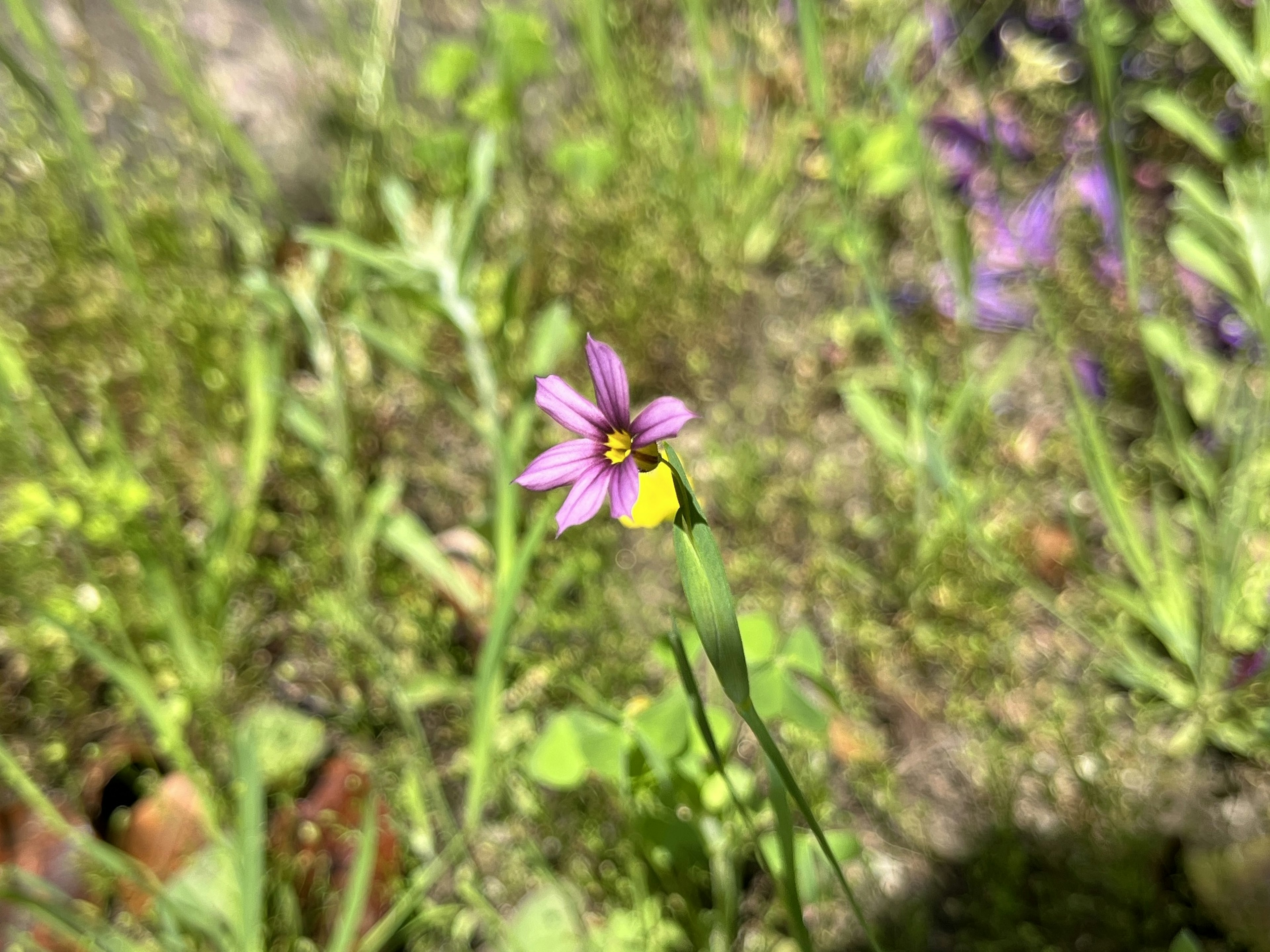 Fleur violette avec un centre jaune entourée d'herbe verte