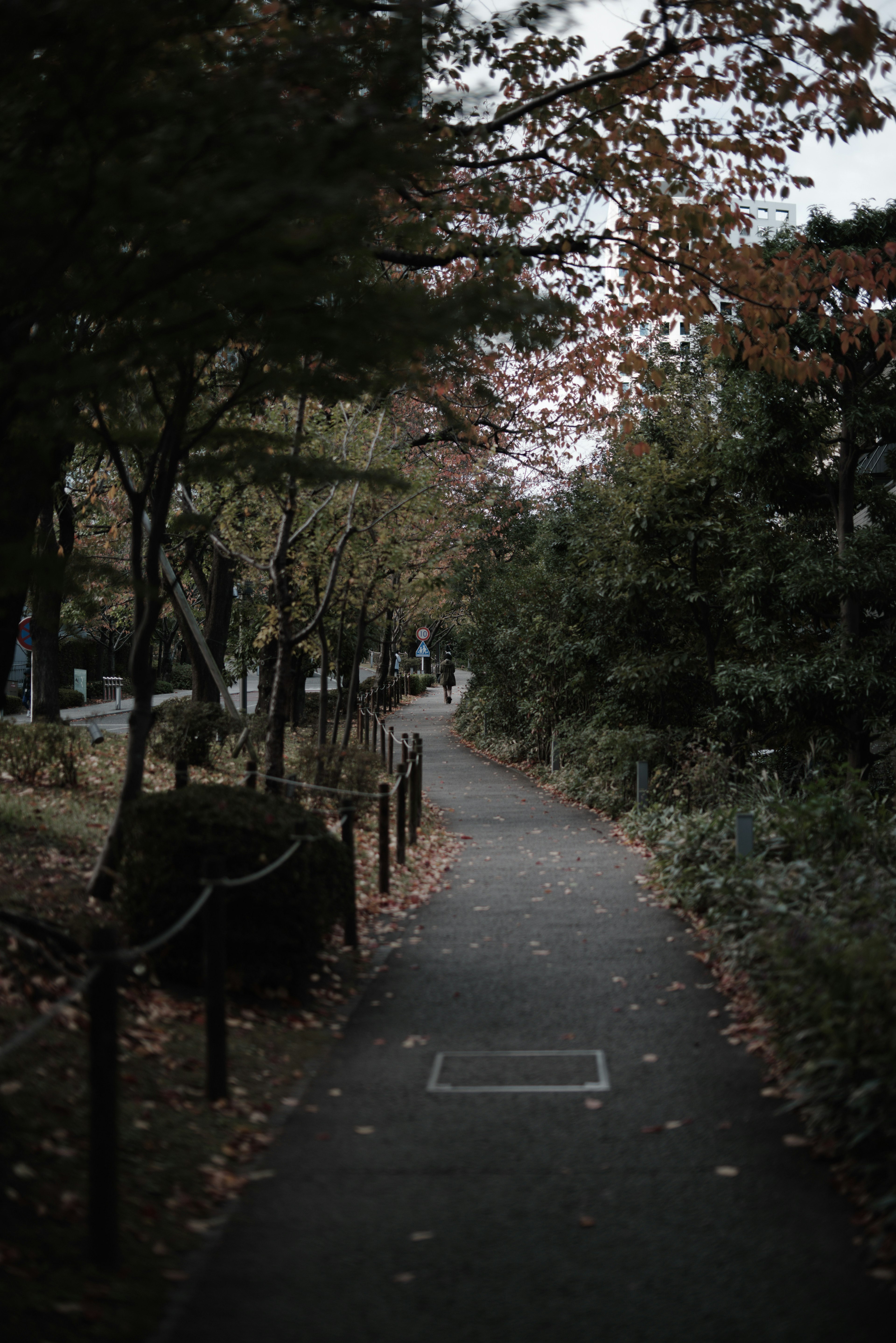 落ち葉のある静かな公園の小道