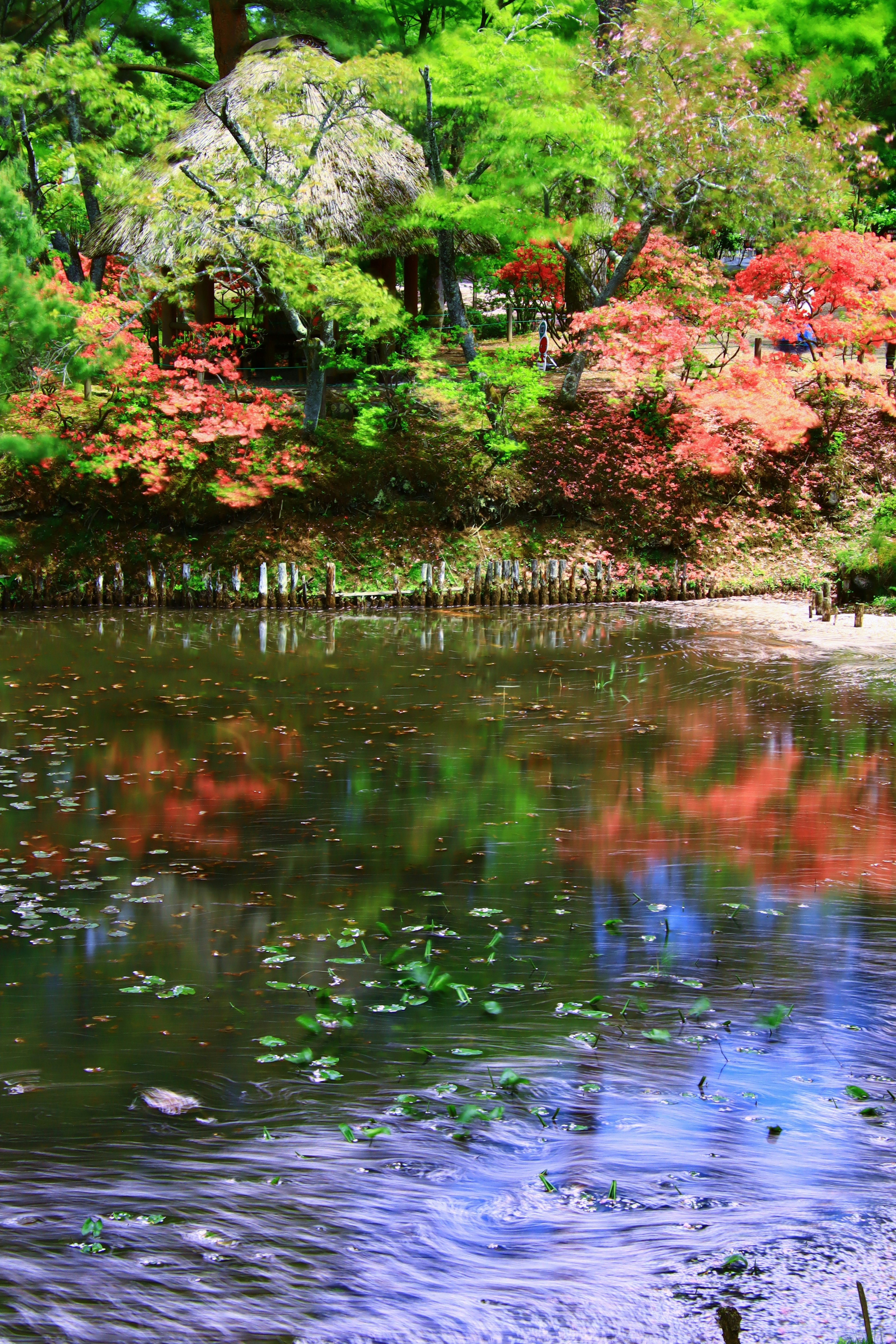 Scenic view of a pond reflecting colorful autumn leaves