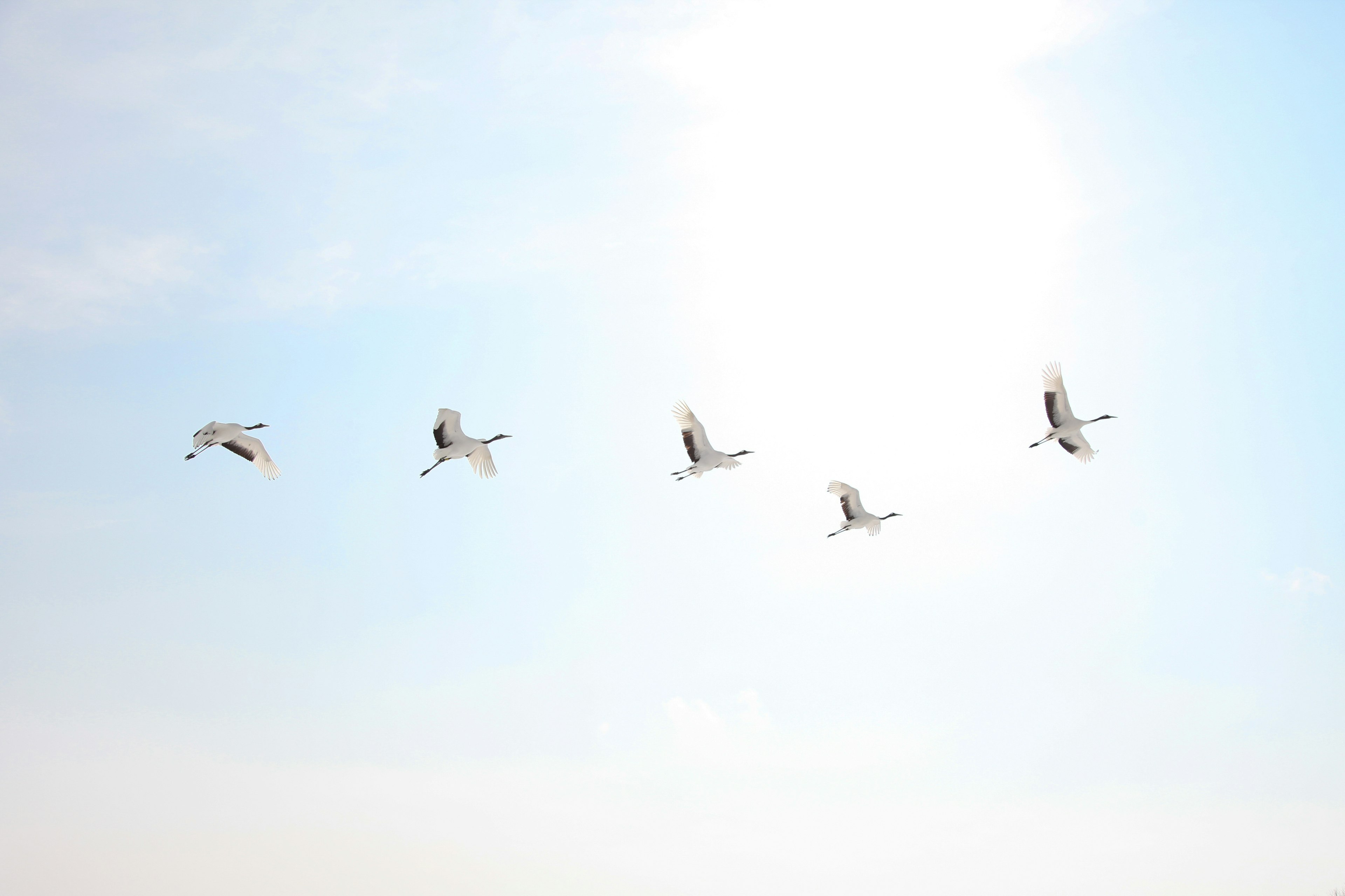 A flock of white birds flying against a blue sky