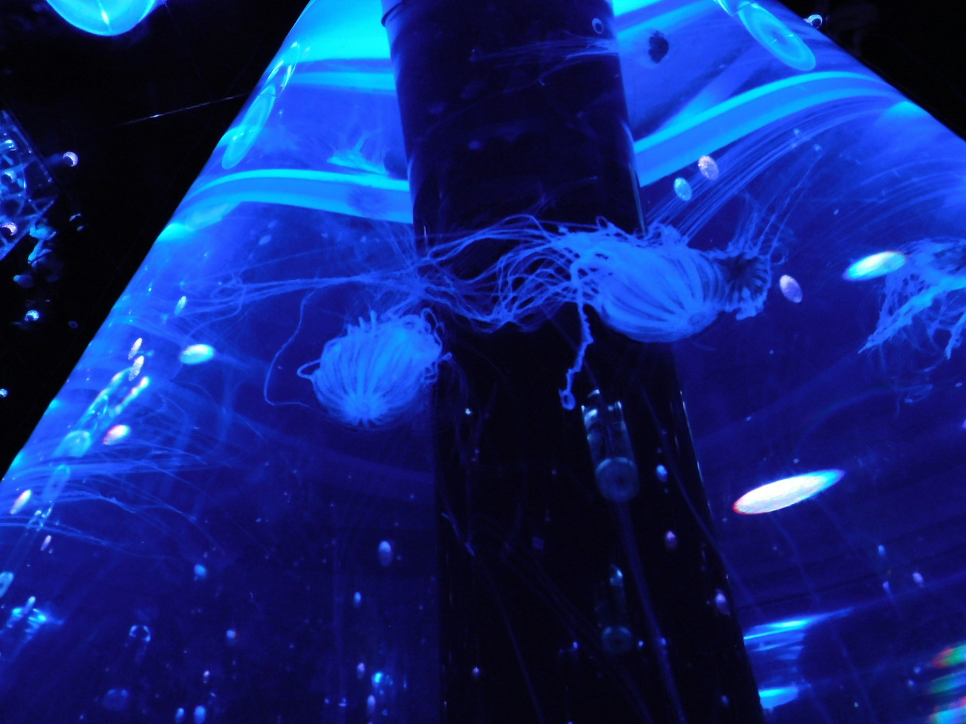 A tank with jellyfish swimming in blue light and visible bubbles